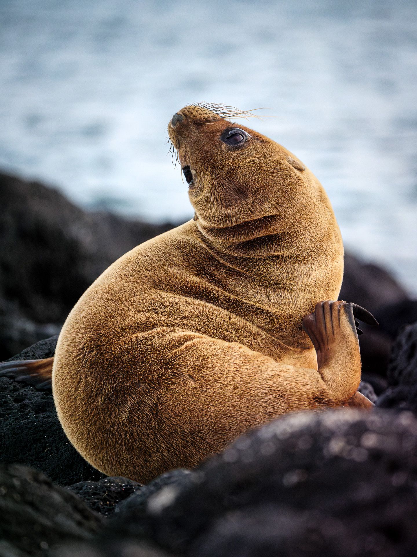 Galapagos islands
Sealions
wildlife
south america
nature