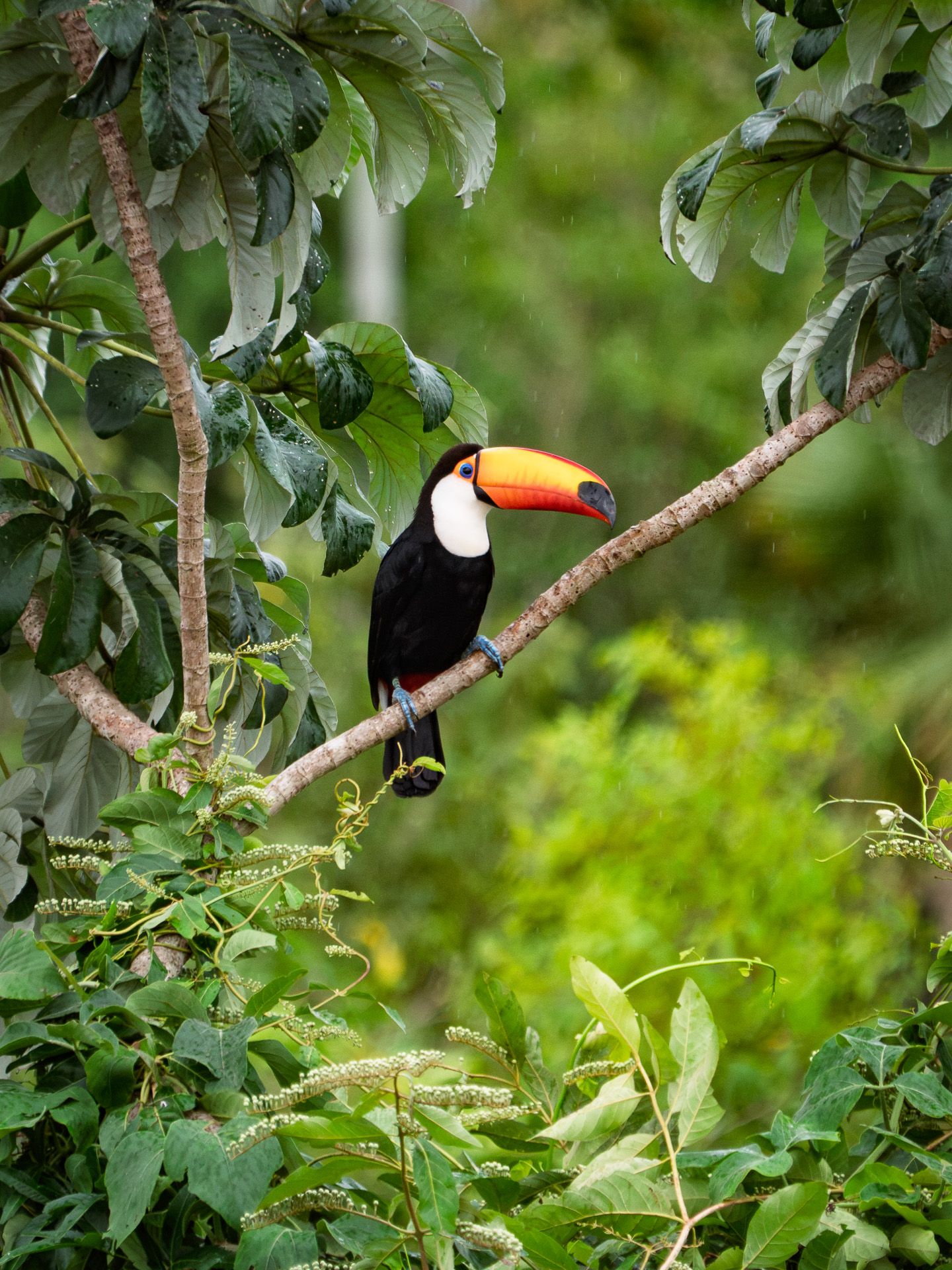 pantanal