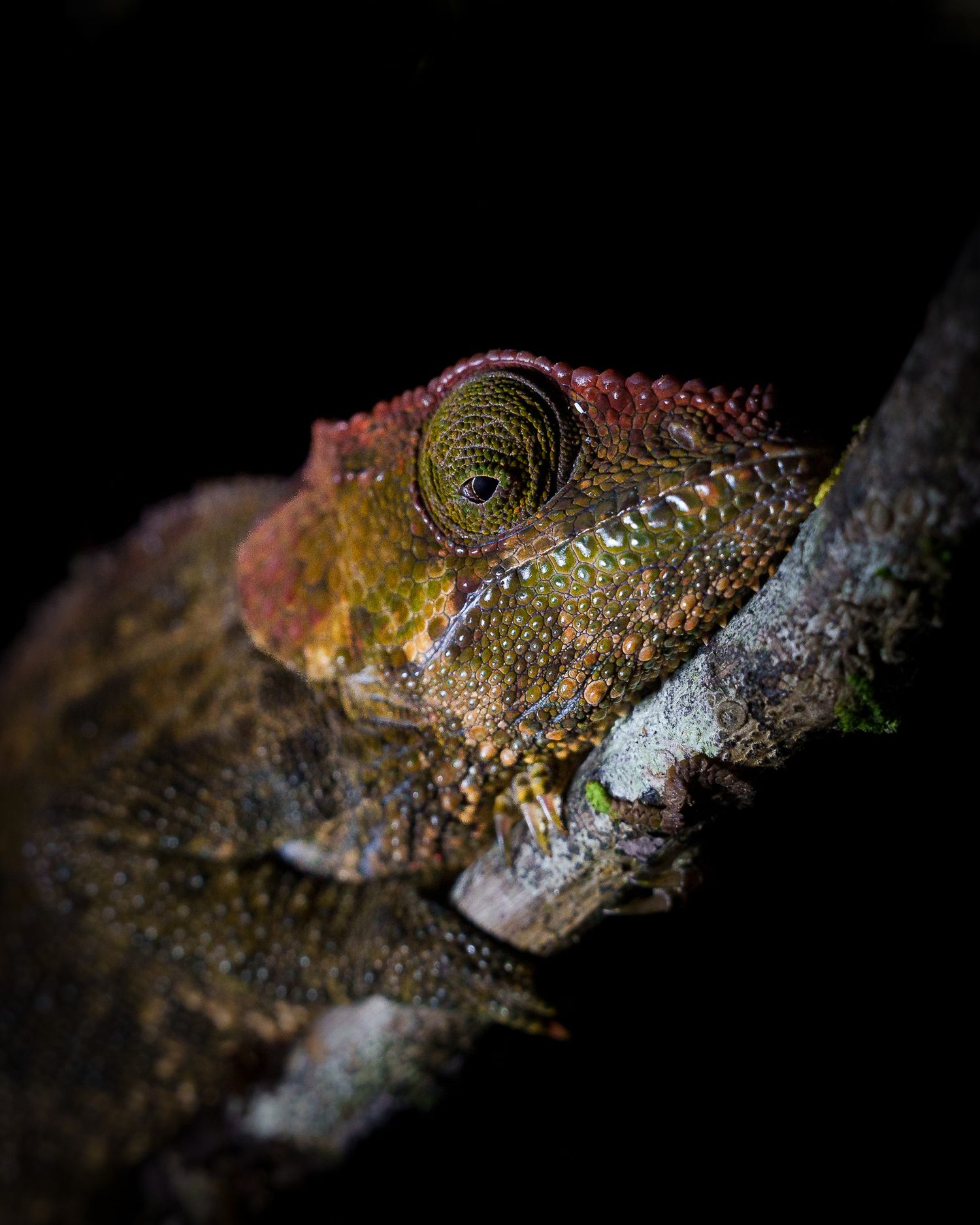 Madagascar
macro
wildlife
nature