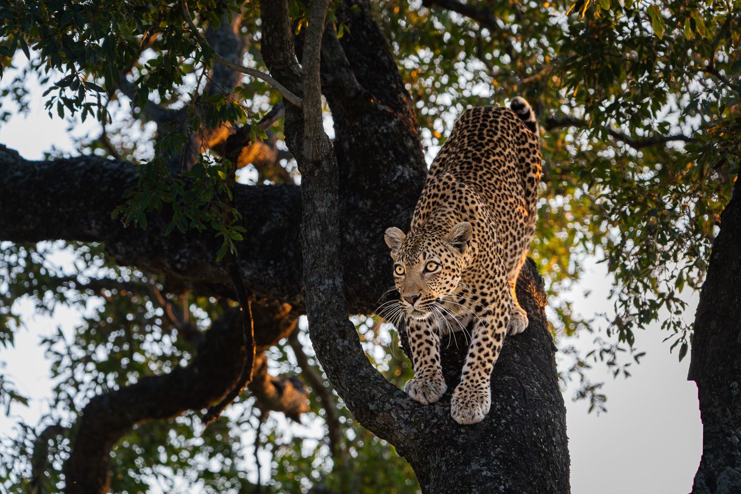 Kruger national park
wildlife
leopard
