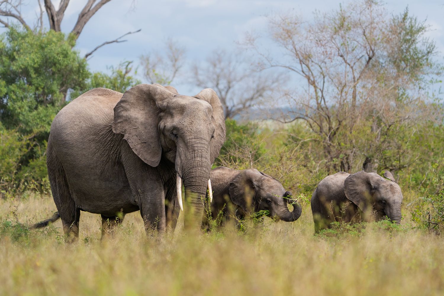 Kruger national park
wildlife
Elephants
