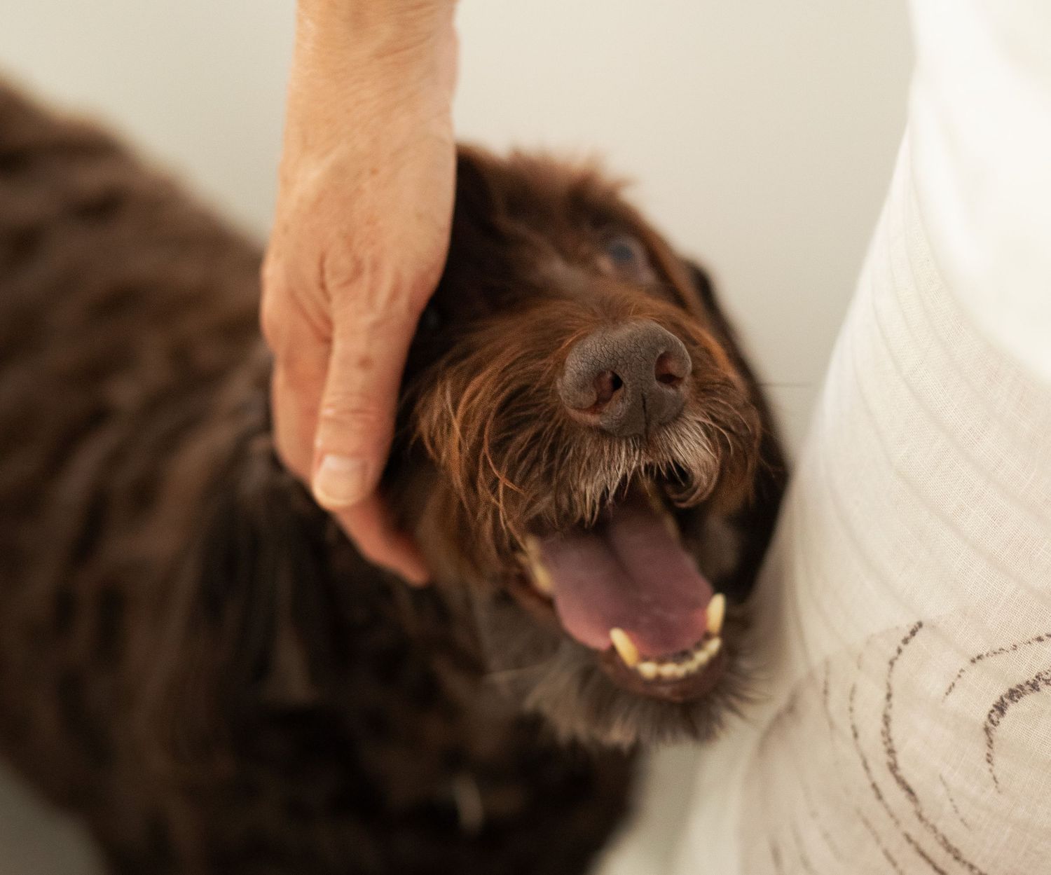 Happy dog with woman