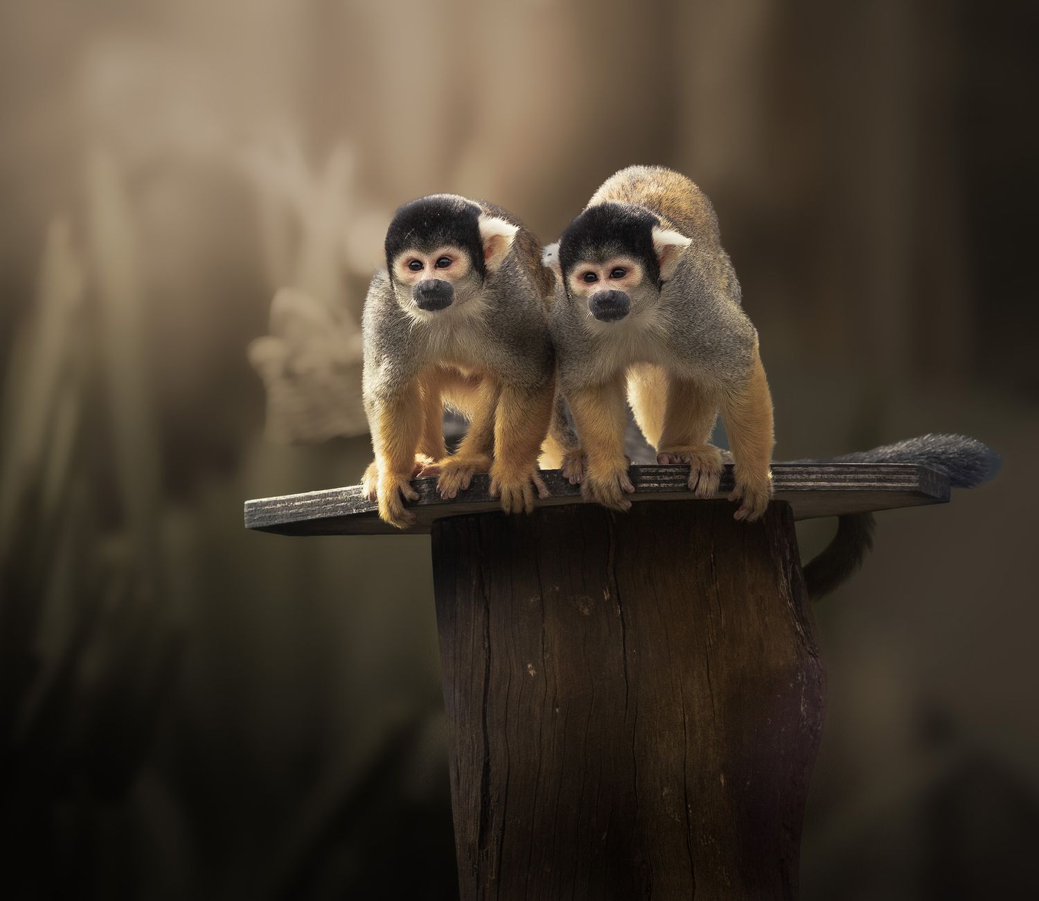 Monkeys