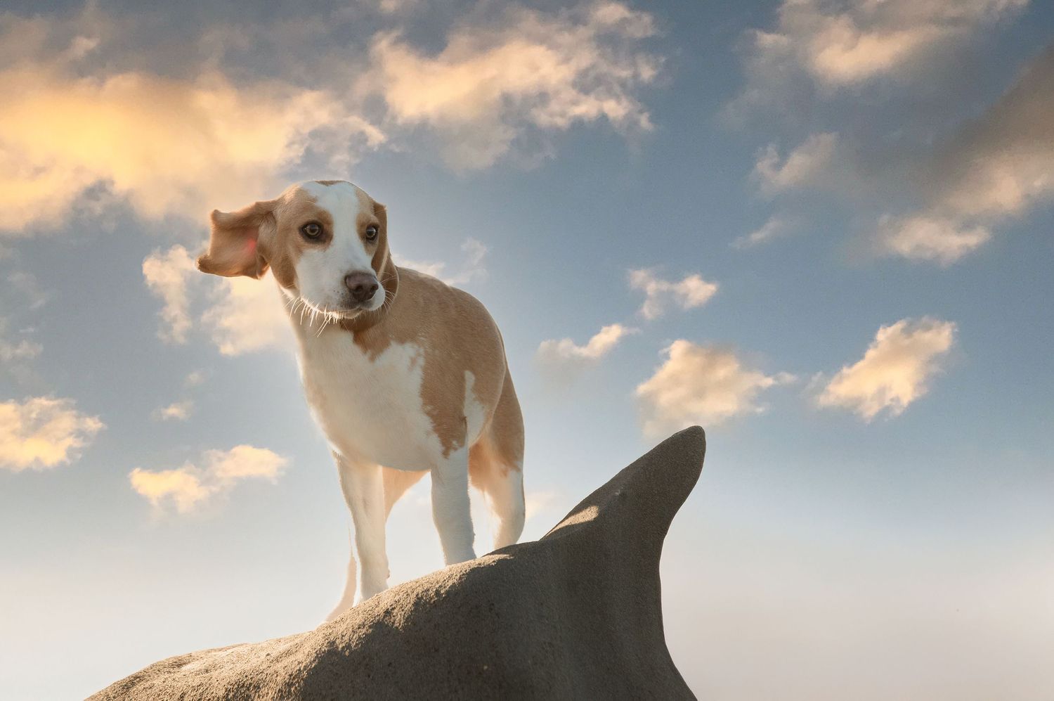 Beagle on rocks