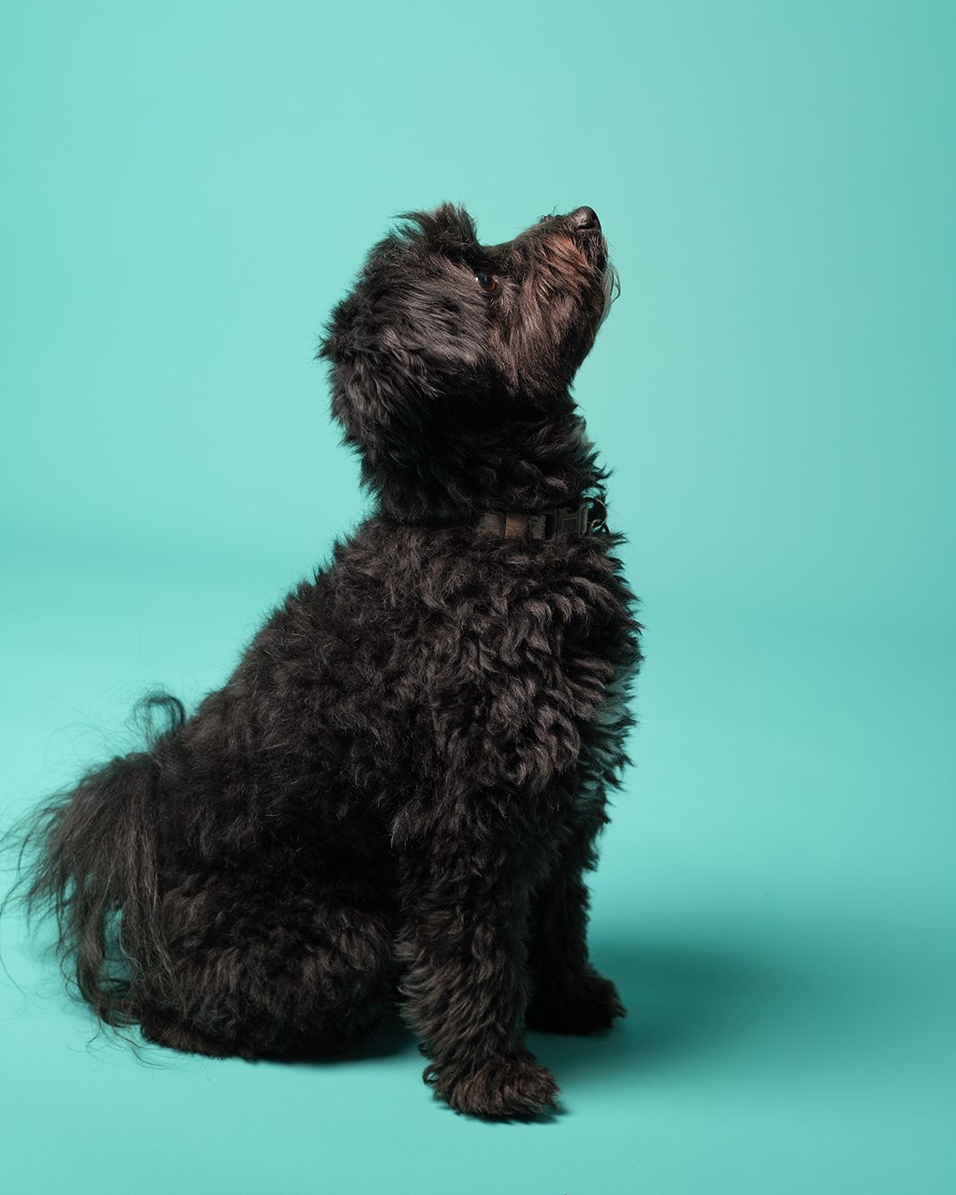Black Poodle Mix