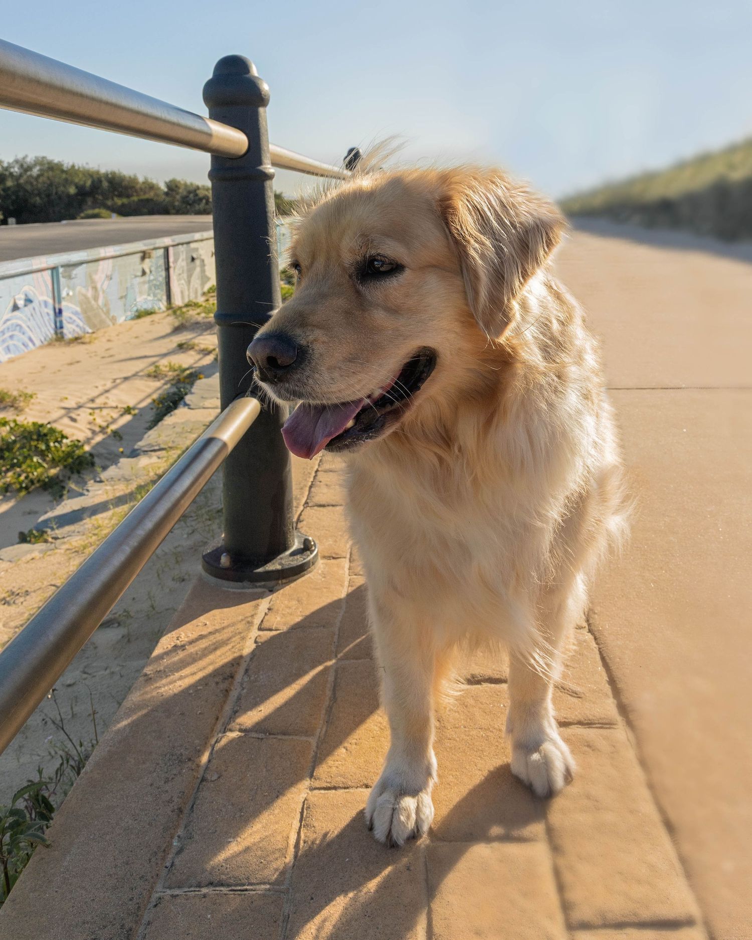 Golden retriever at beach