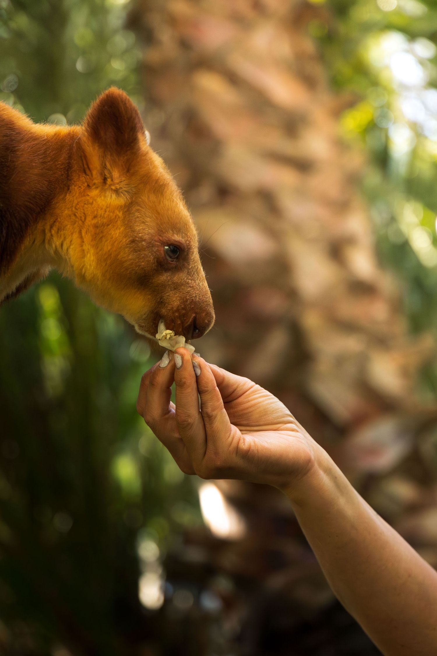 Tree Kangaroo being fed