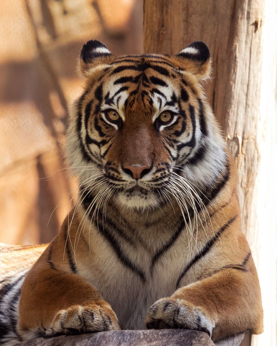 Tiger relaxing