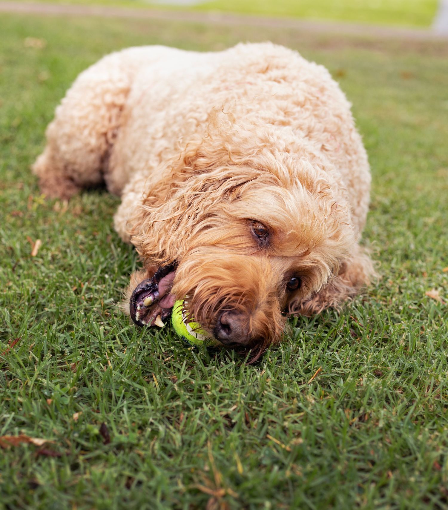 Cavoodle chewing tennis ball