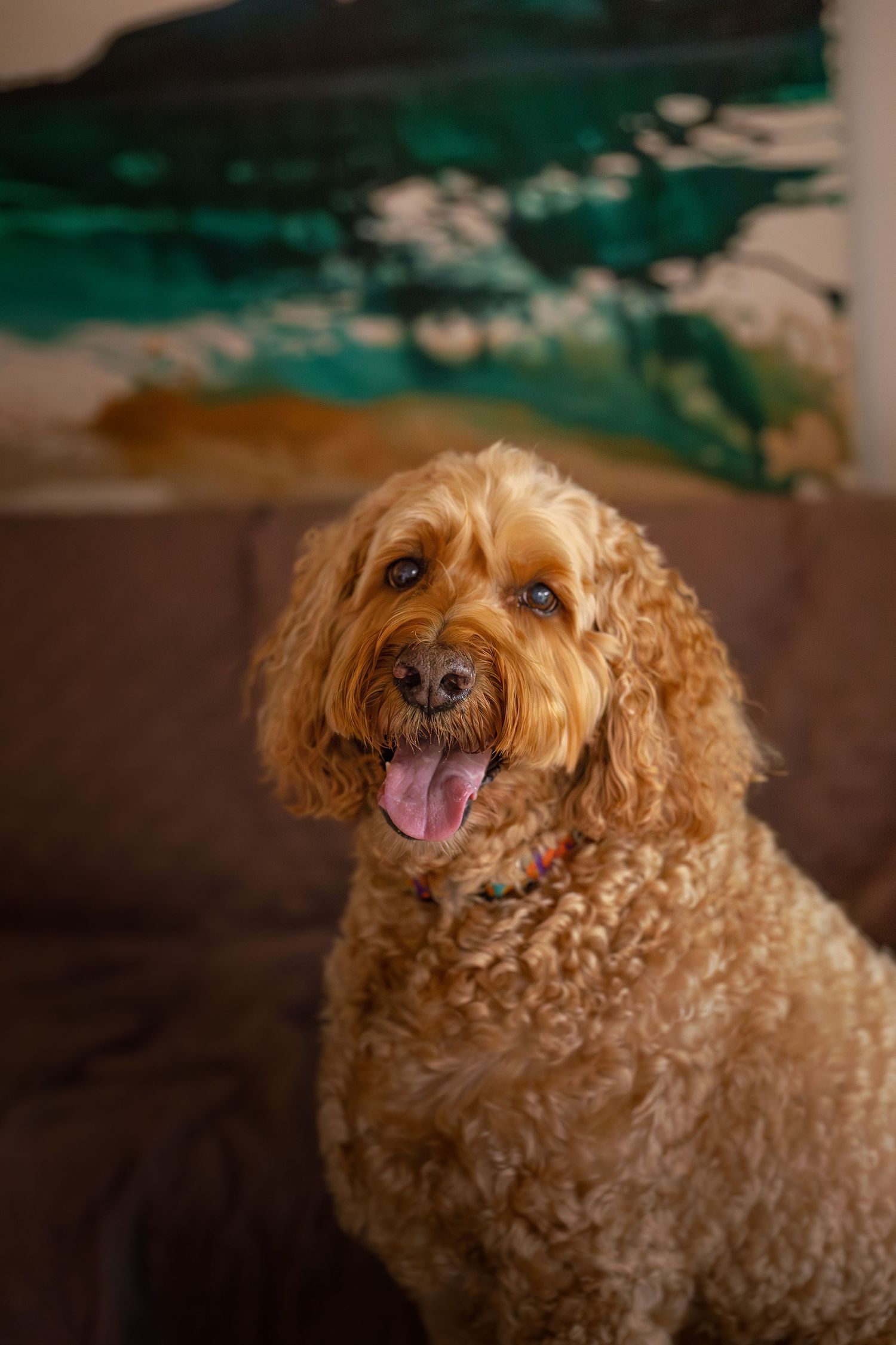 Cavoodle in living room