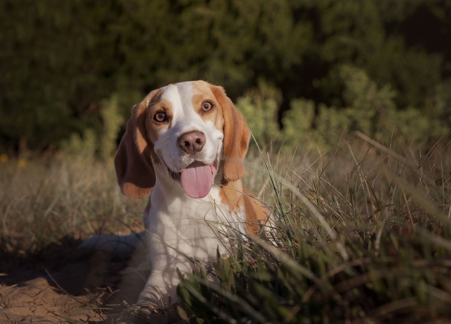 Beagle in grass