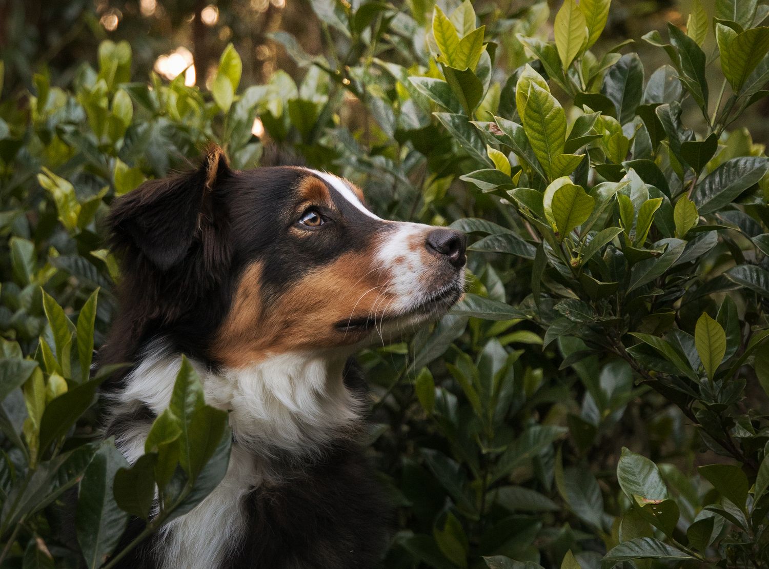 Dog in the garden