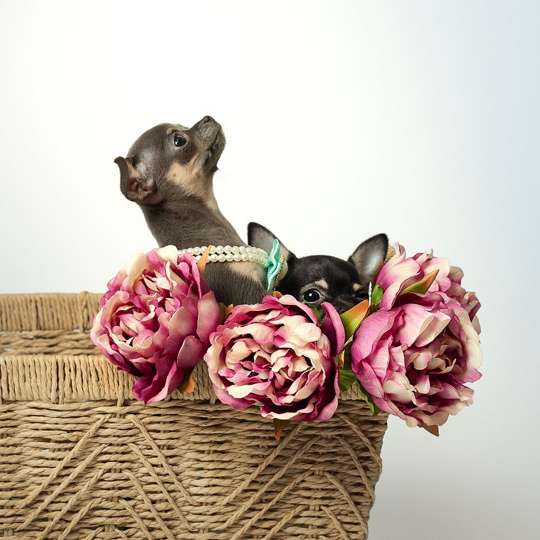Puppies in basket with flowers