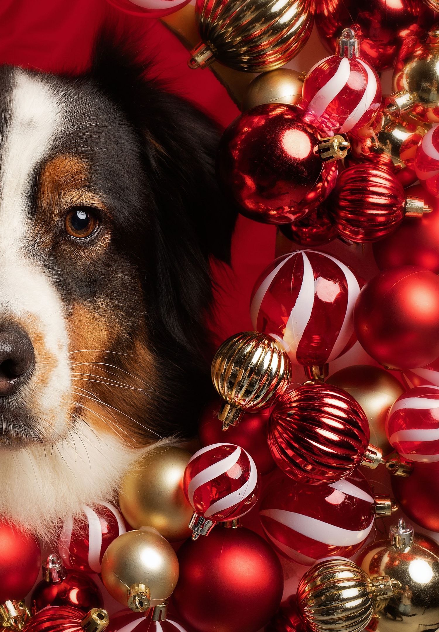 australian shepherd surrounded by baubles