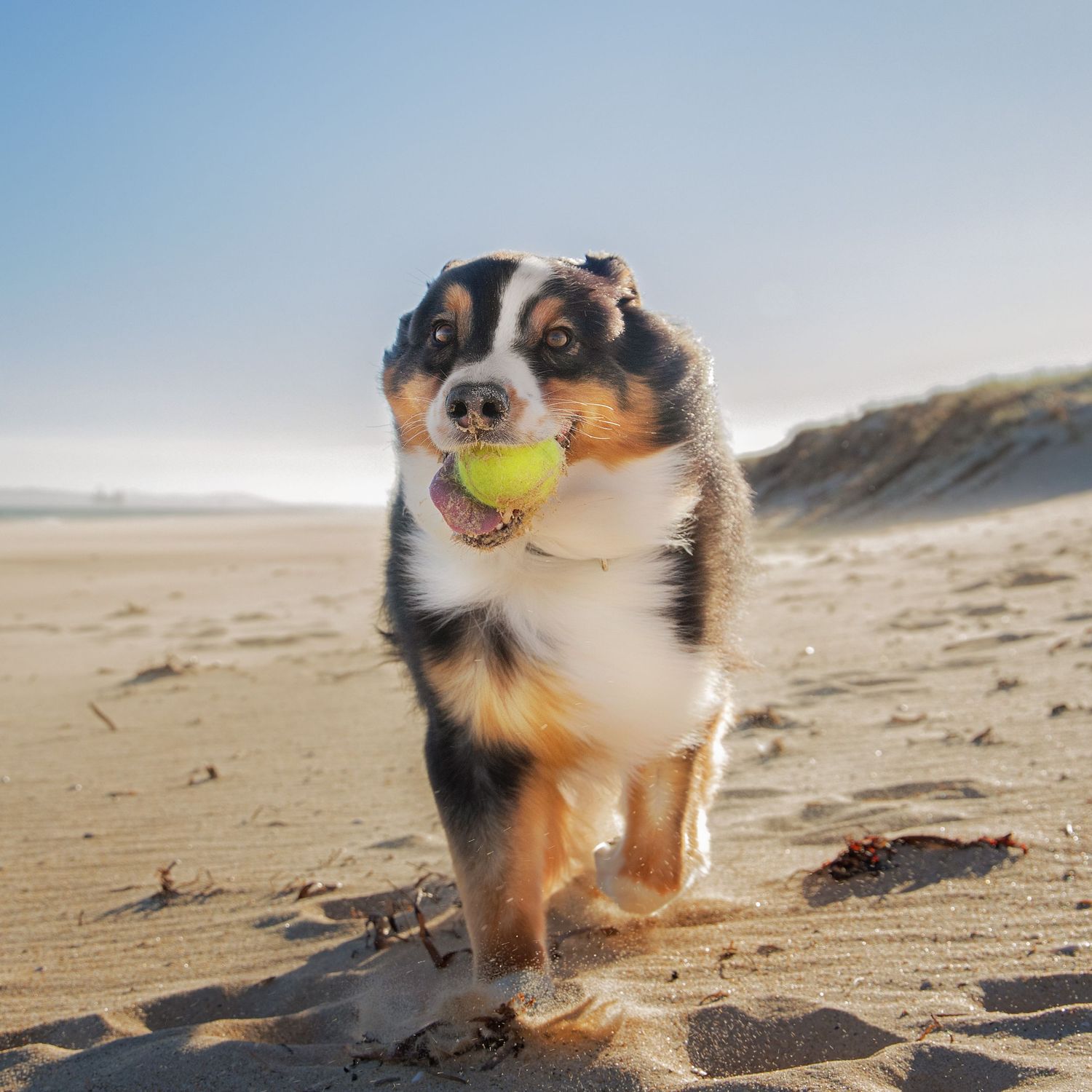 Dog running on a beach