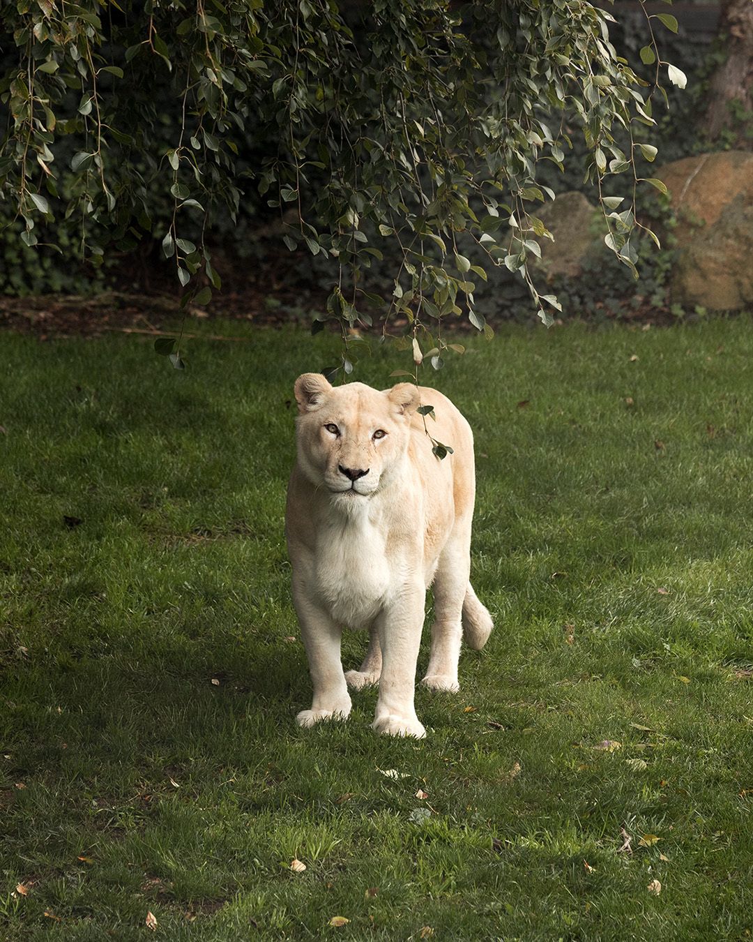 female white lion