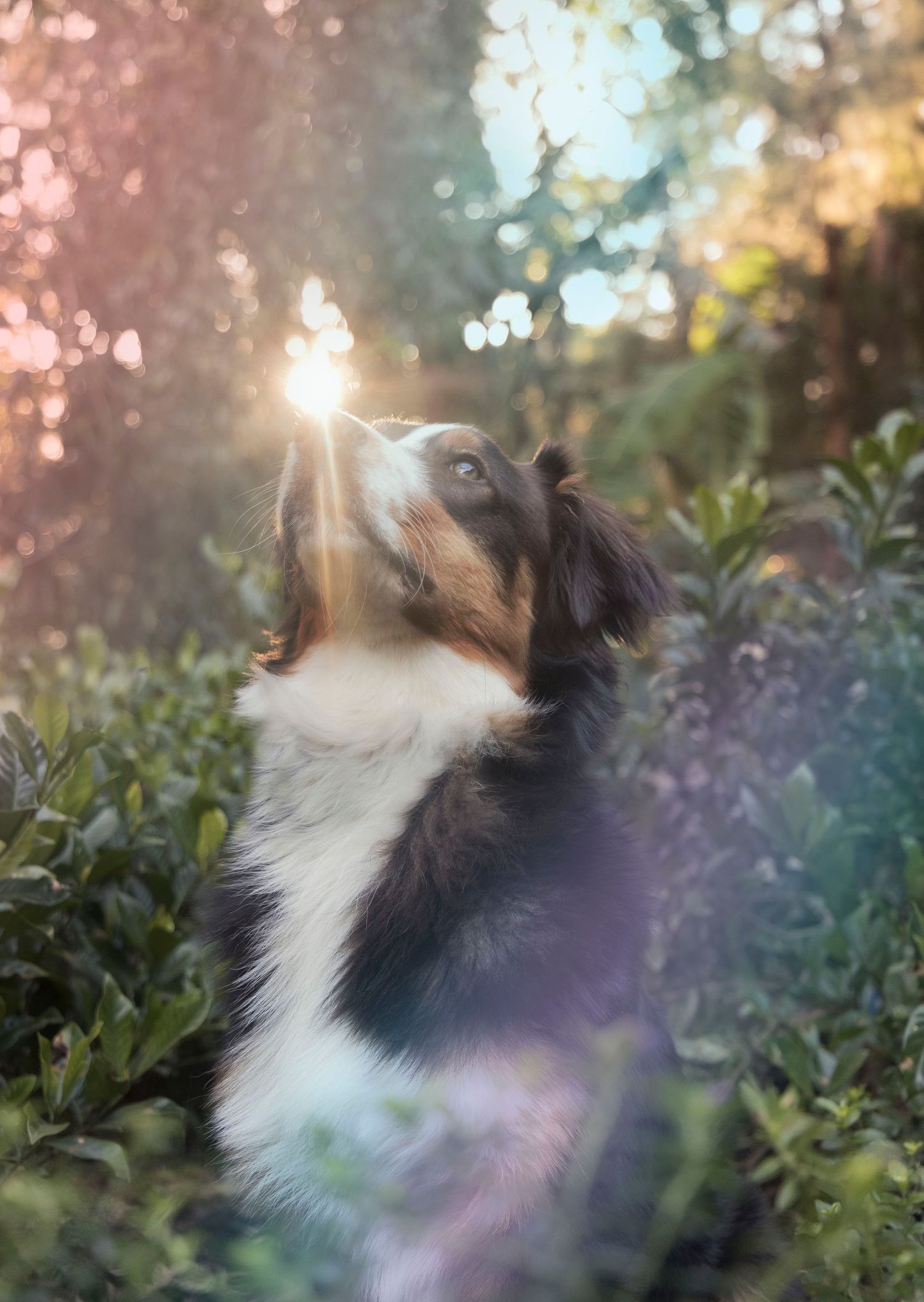 Sunburst with dog