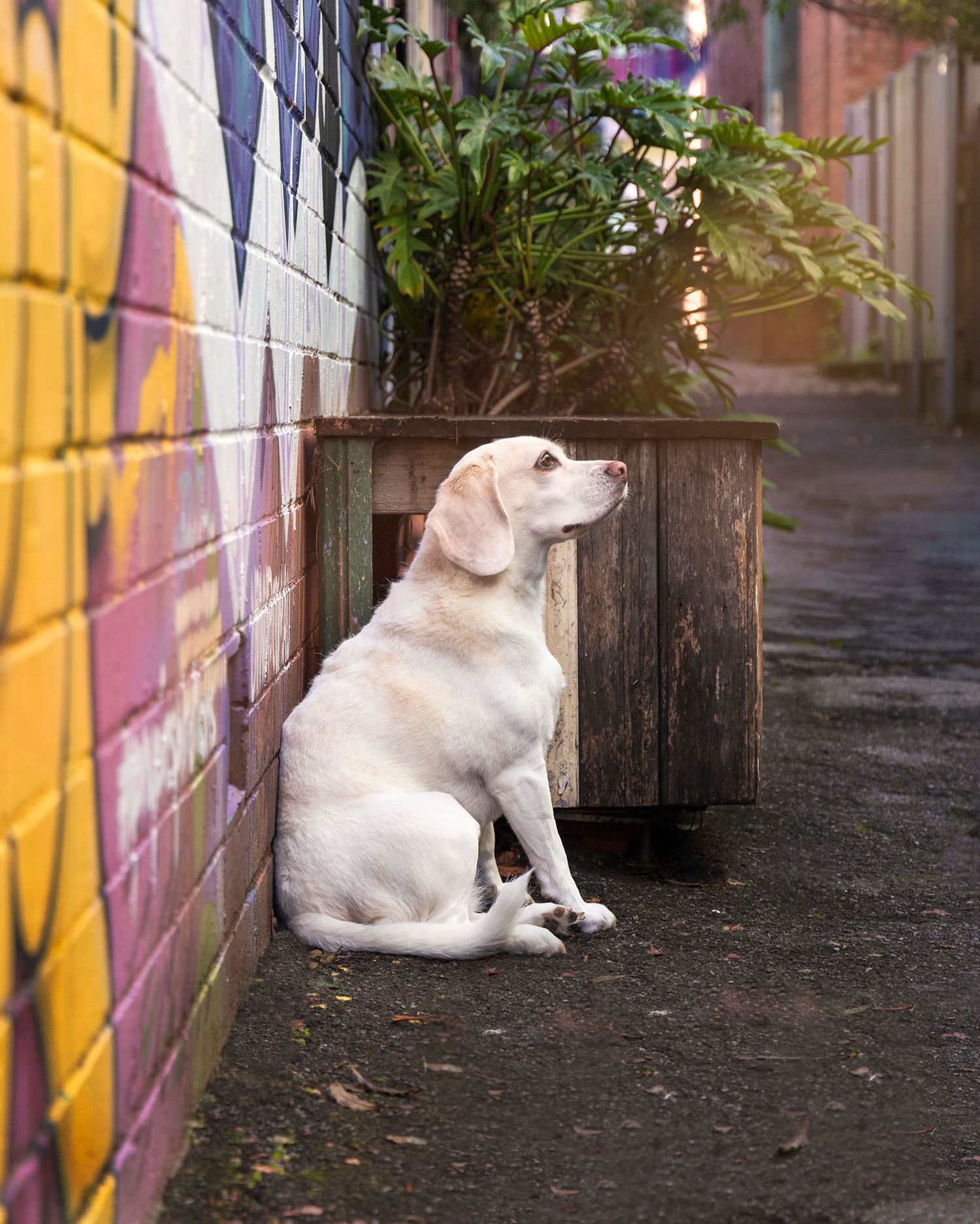 beagle against graffiti wall