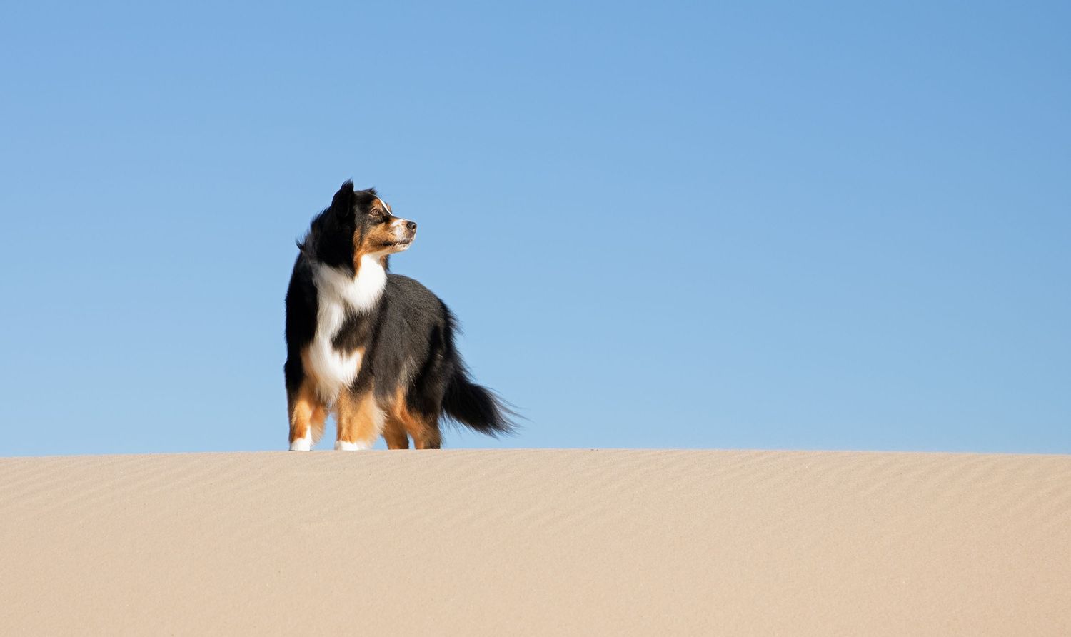 Dog on sand dune