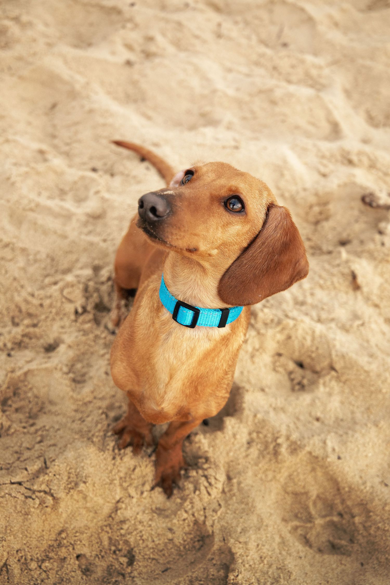 Dachshund on beach