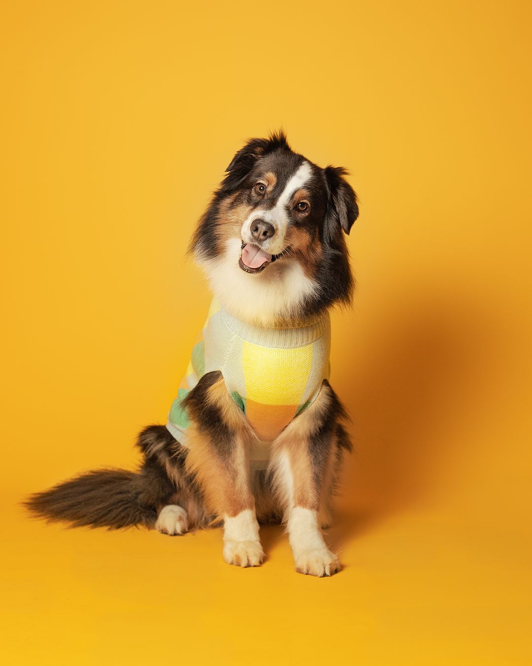 Australian shepherd against yellow backdrop