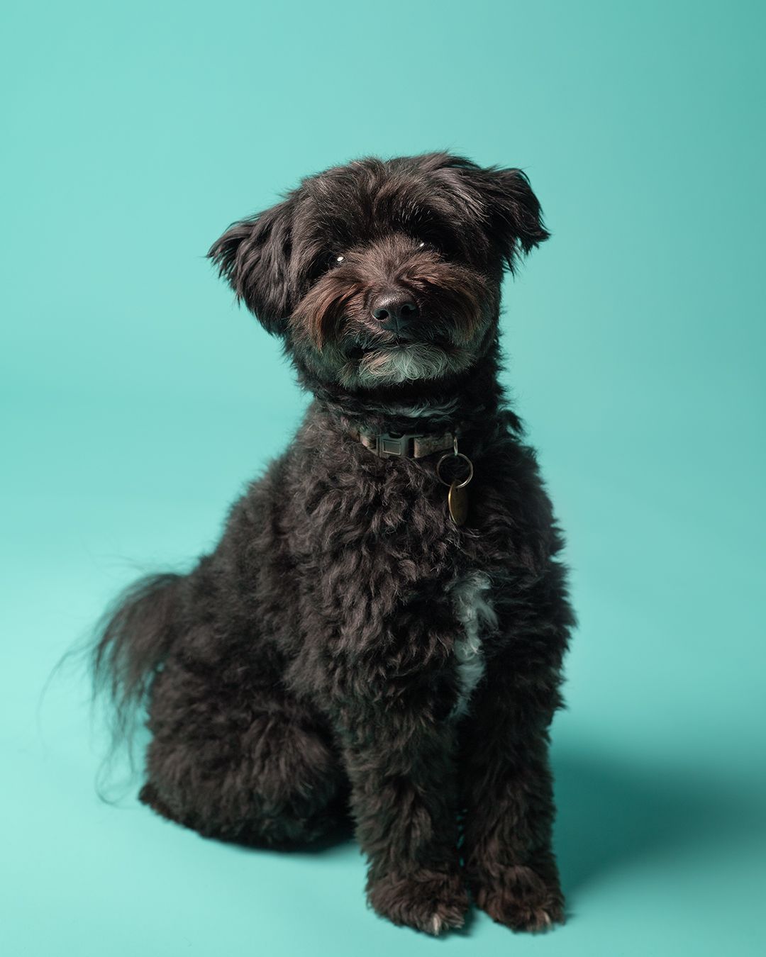 Black Poodle Mix