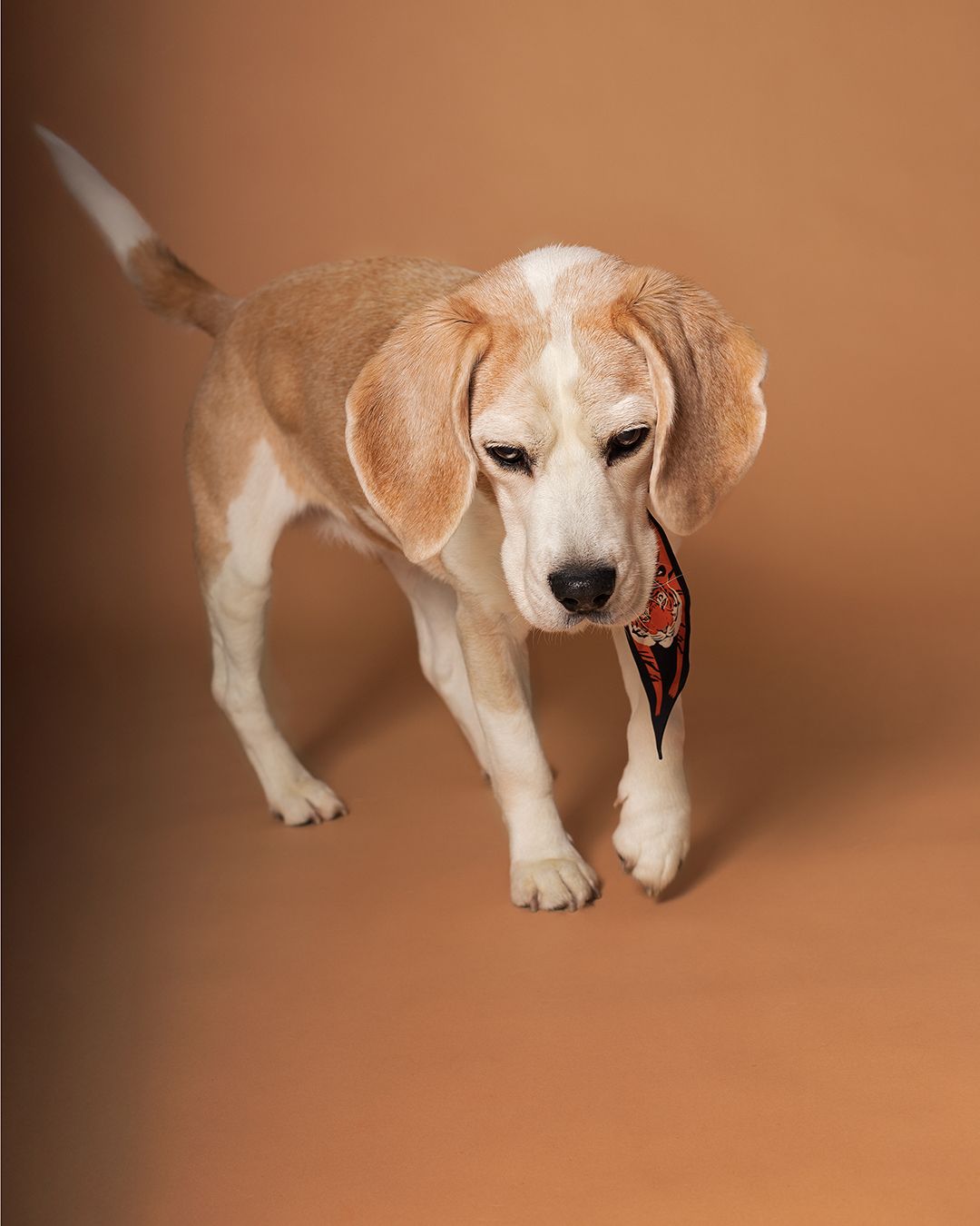 Beagle walking