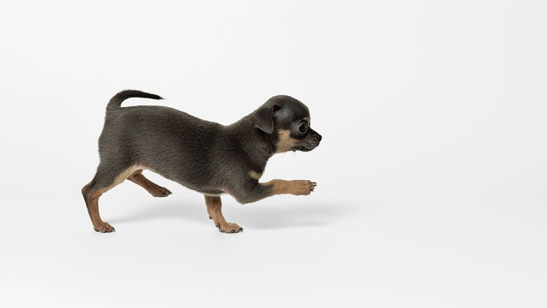 Puppy playing