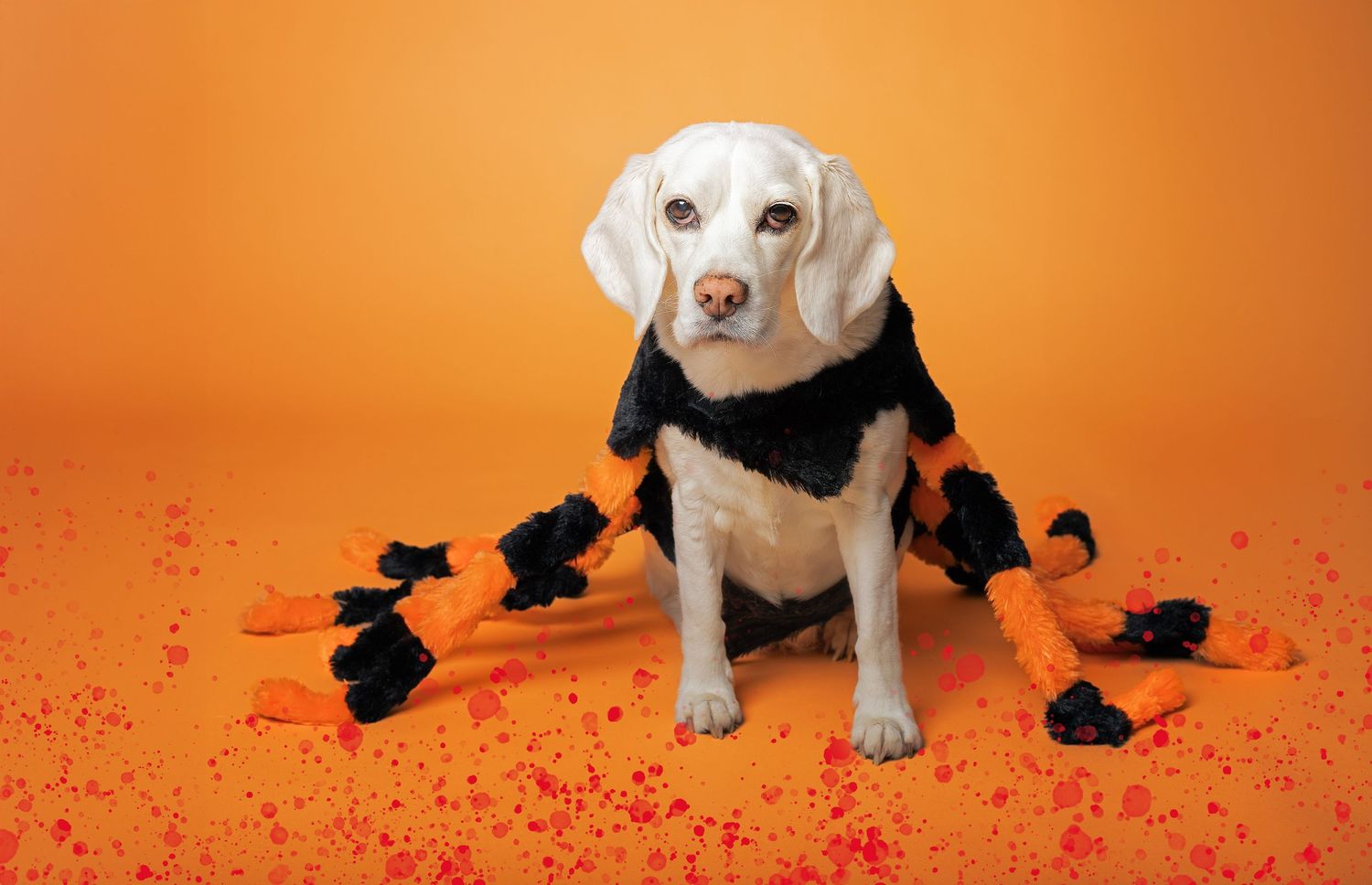 Beagle dressed for halloween
