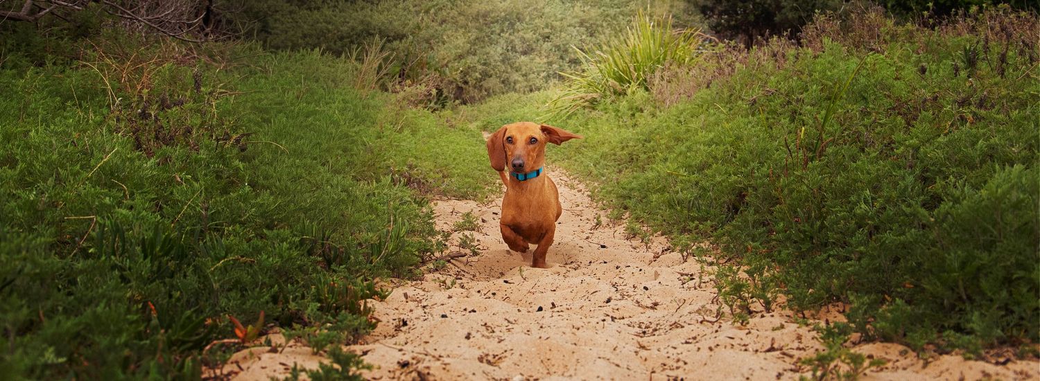 Dachshund running
