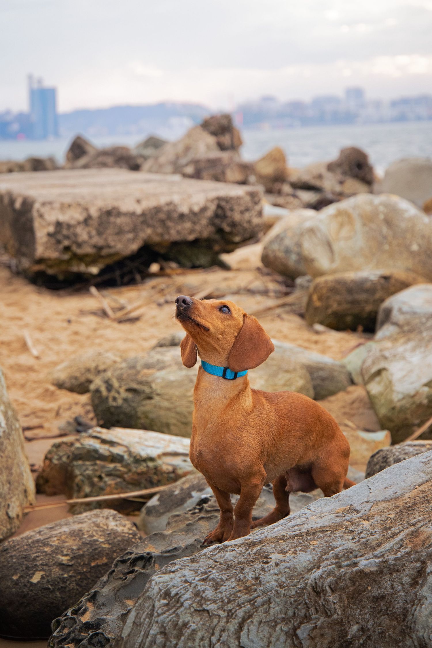Dachshund on beach