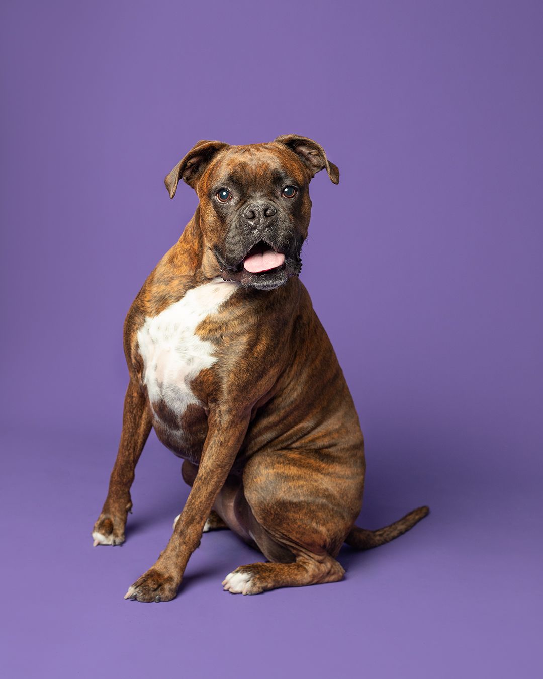 Boxer