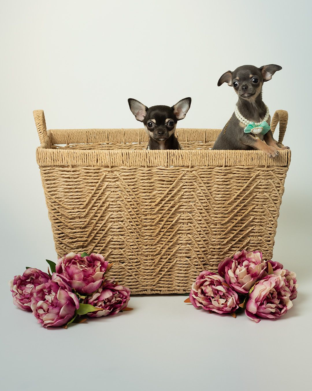 Puppies in basket