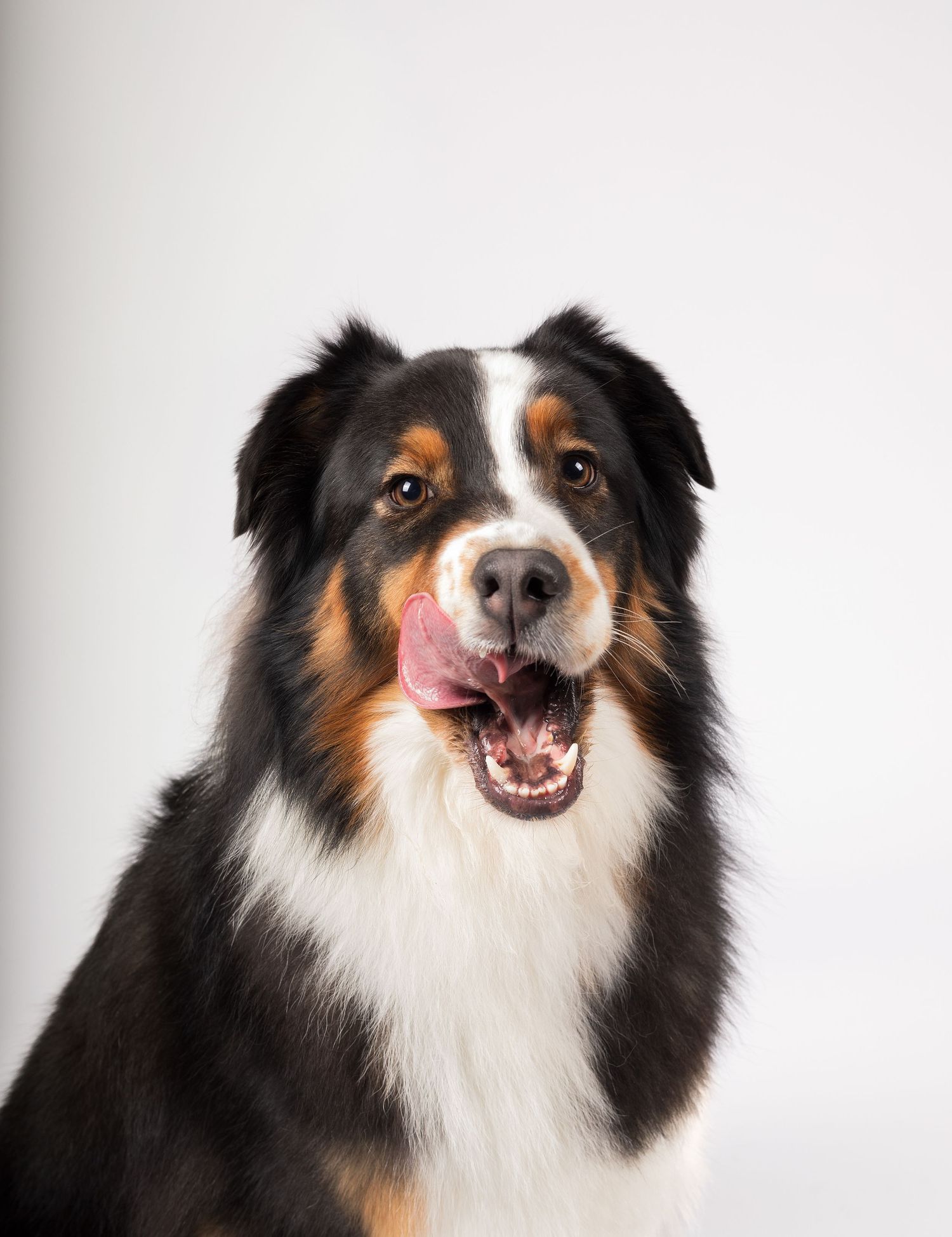 Australian Shepherd licking mouth