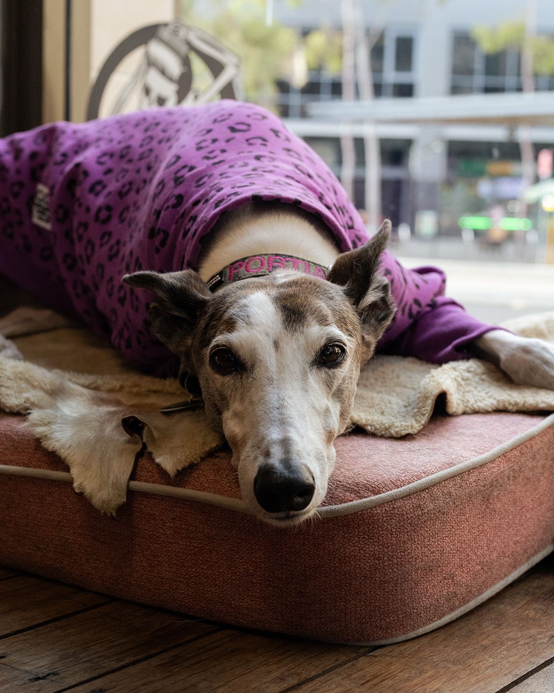Greyhound