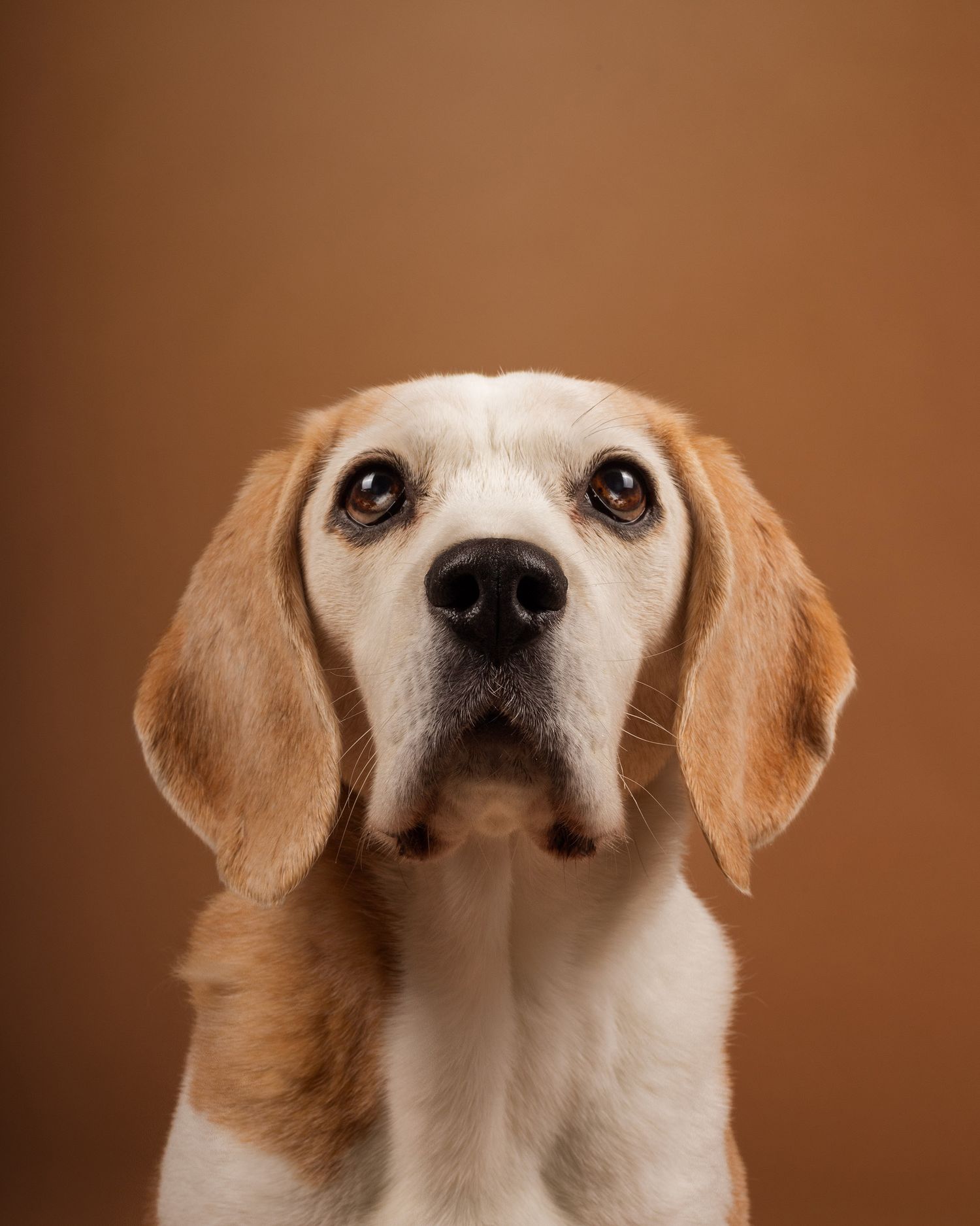 beagle