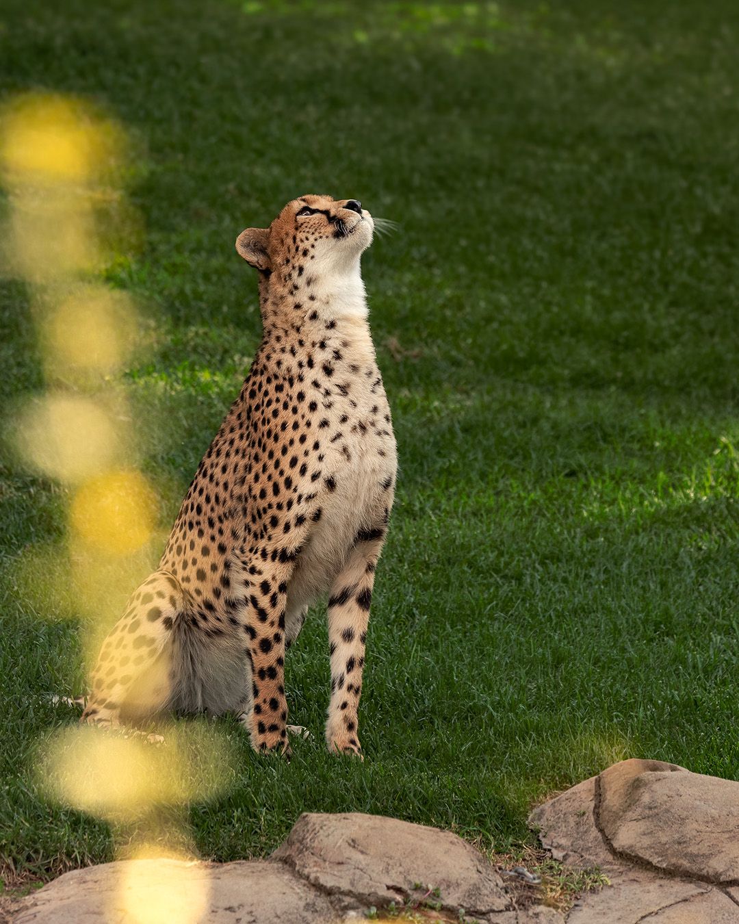 Cheetah