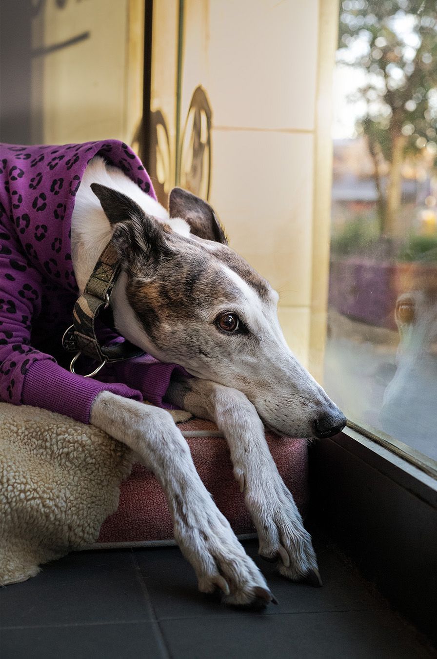 Greyhound near window