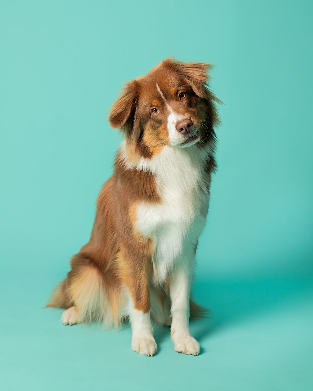 Australian shepherd on a blue backdrop