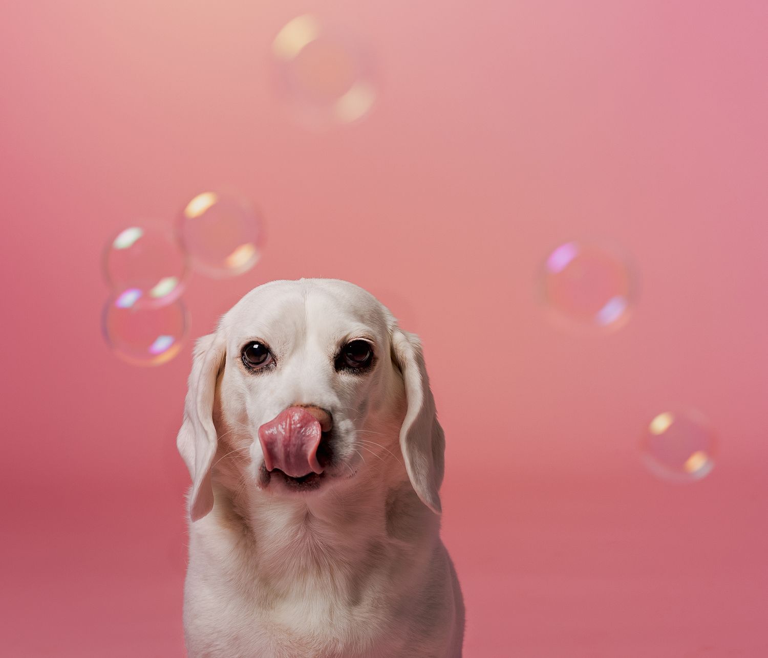 Beagle and bubbles