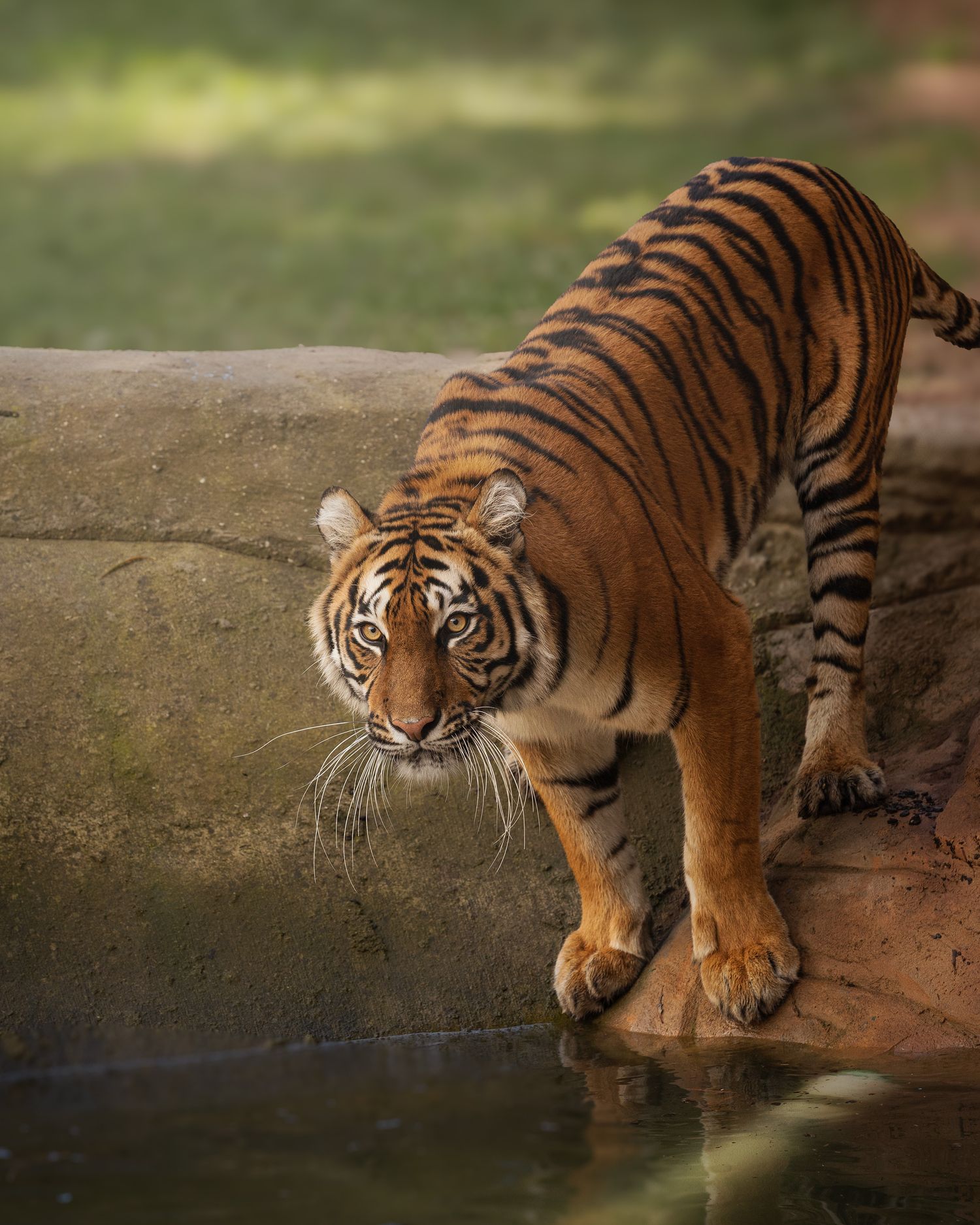 Tiger next to water