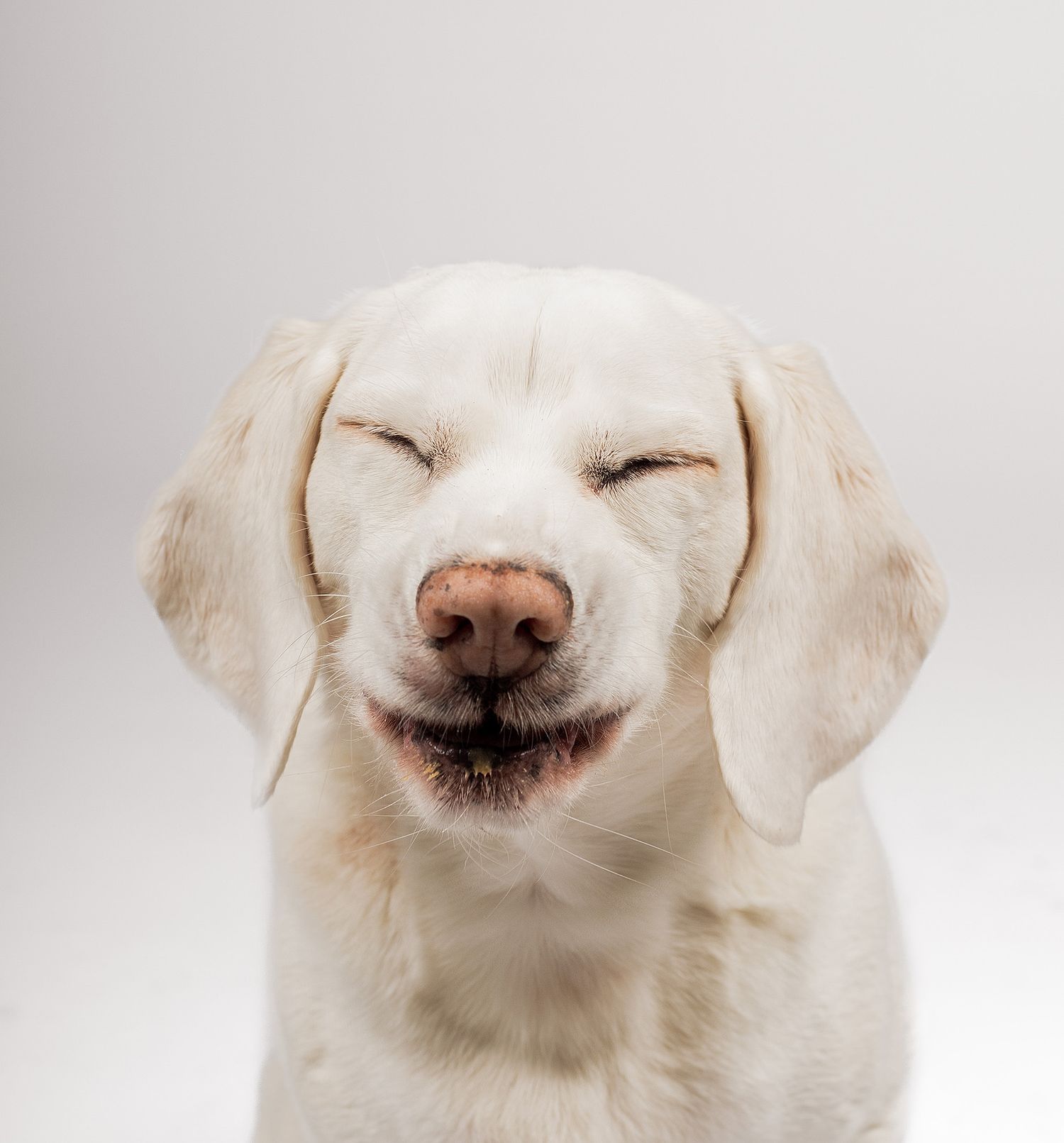 Beagle smiling