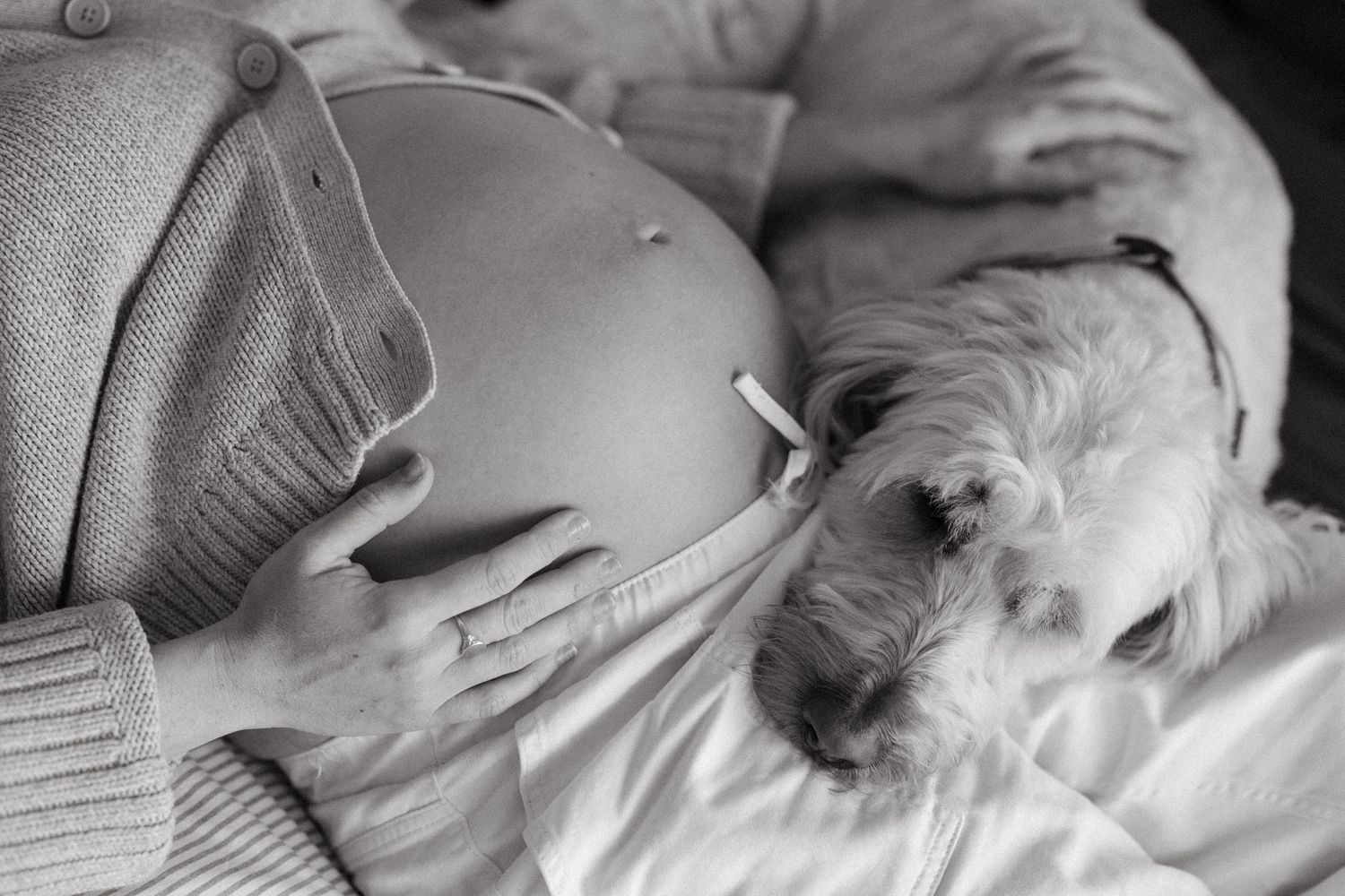 dog lying next to pregnant woman's belly