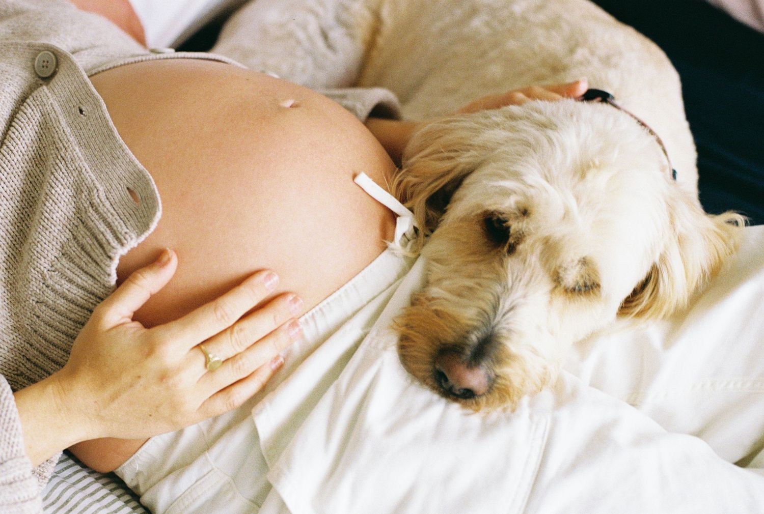 dog lying next to pregnant woman's belly