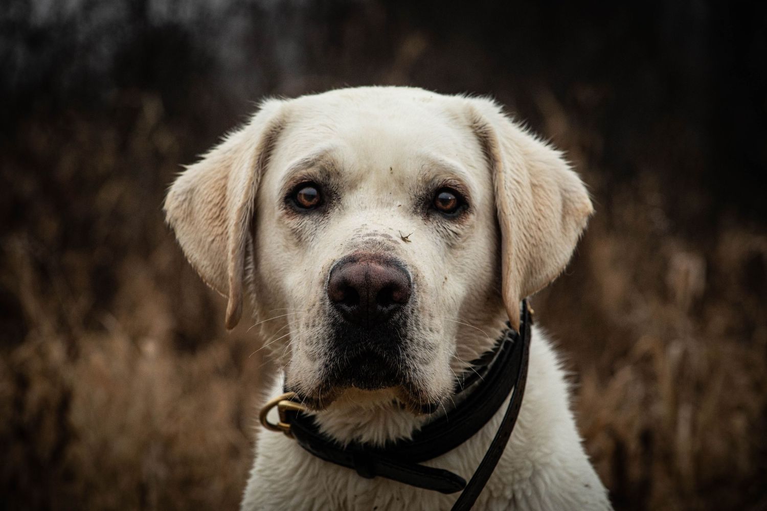 Portraits sunset, moody, hunting, outfitter photography