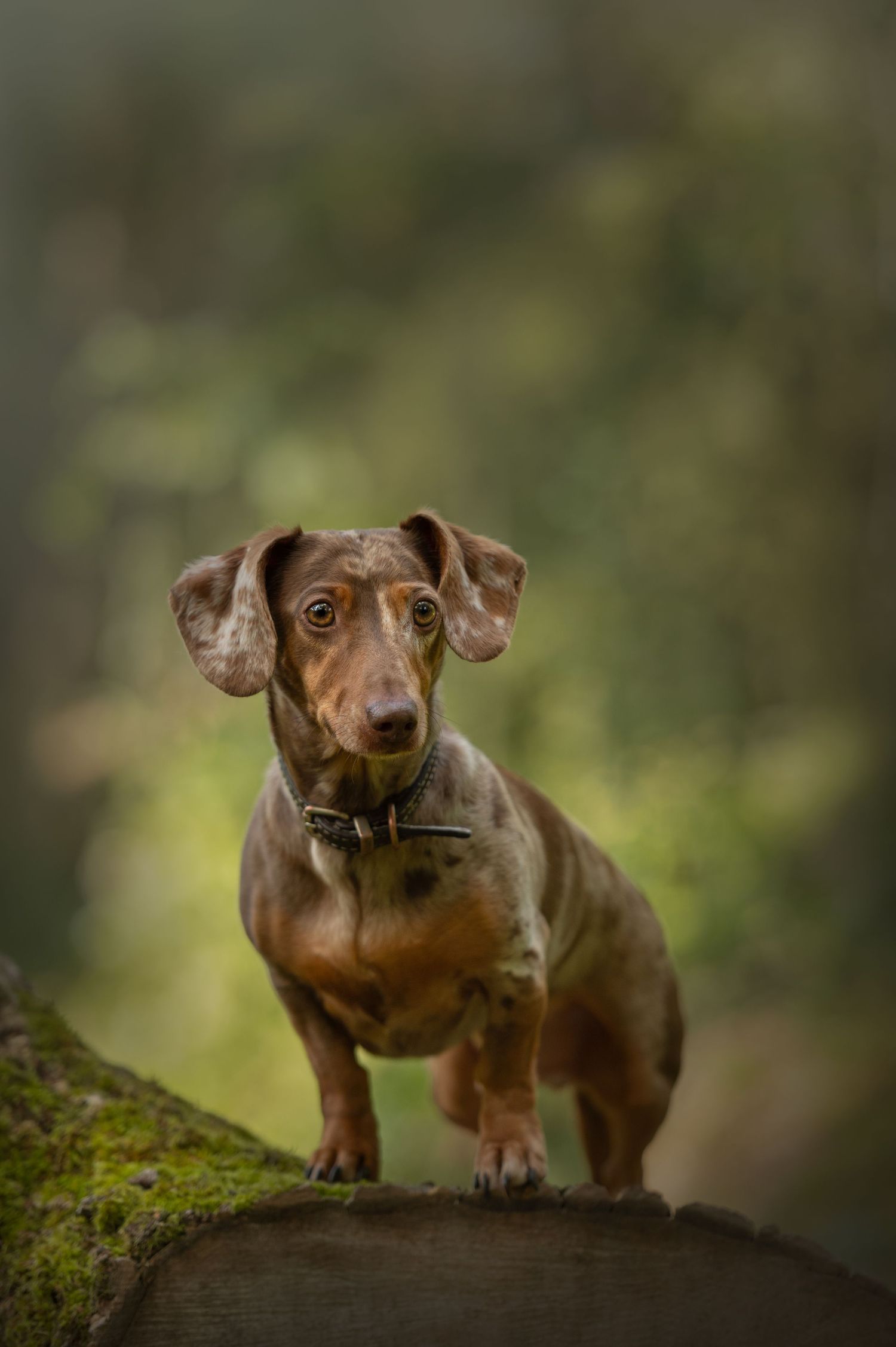 Hannah at My Fair Lady Photography - Equine and Dog Photographer - Miniature Dachshund photographed in a forest posed on
