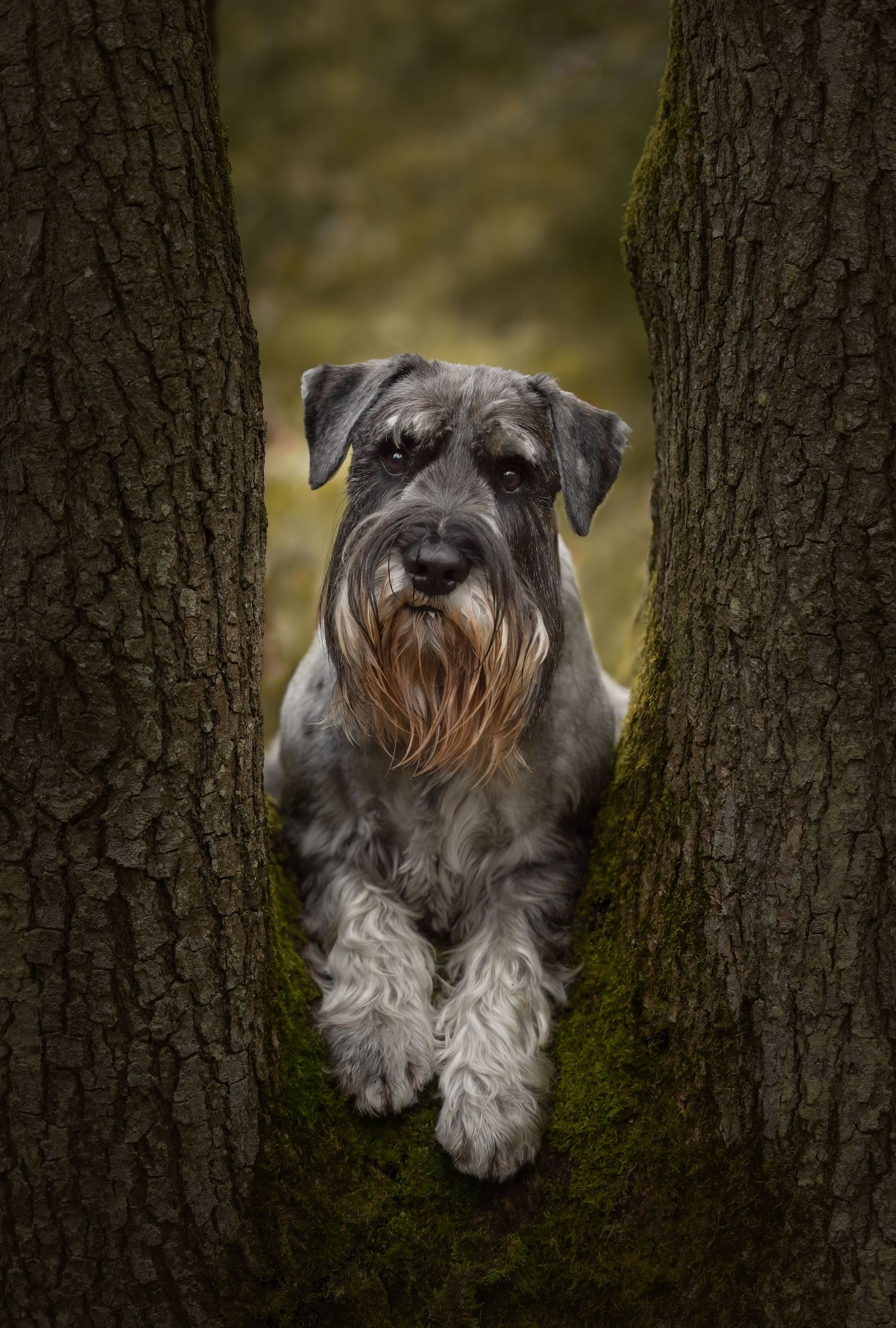Hannah at My Fair Lady Photography - Equine and Dog Photographer - Standard Schnauzer dog lying down, photographed in a 