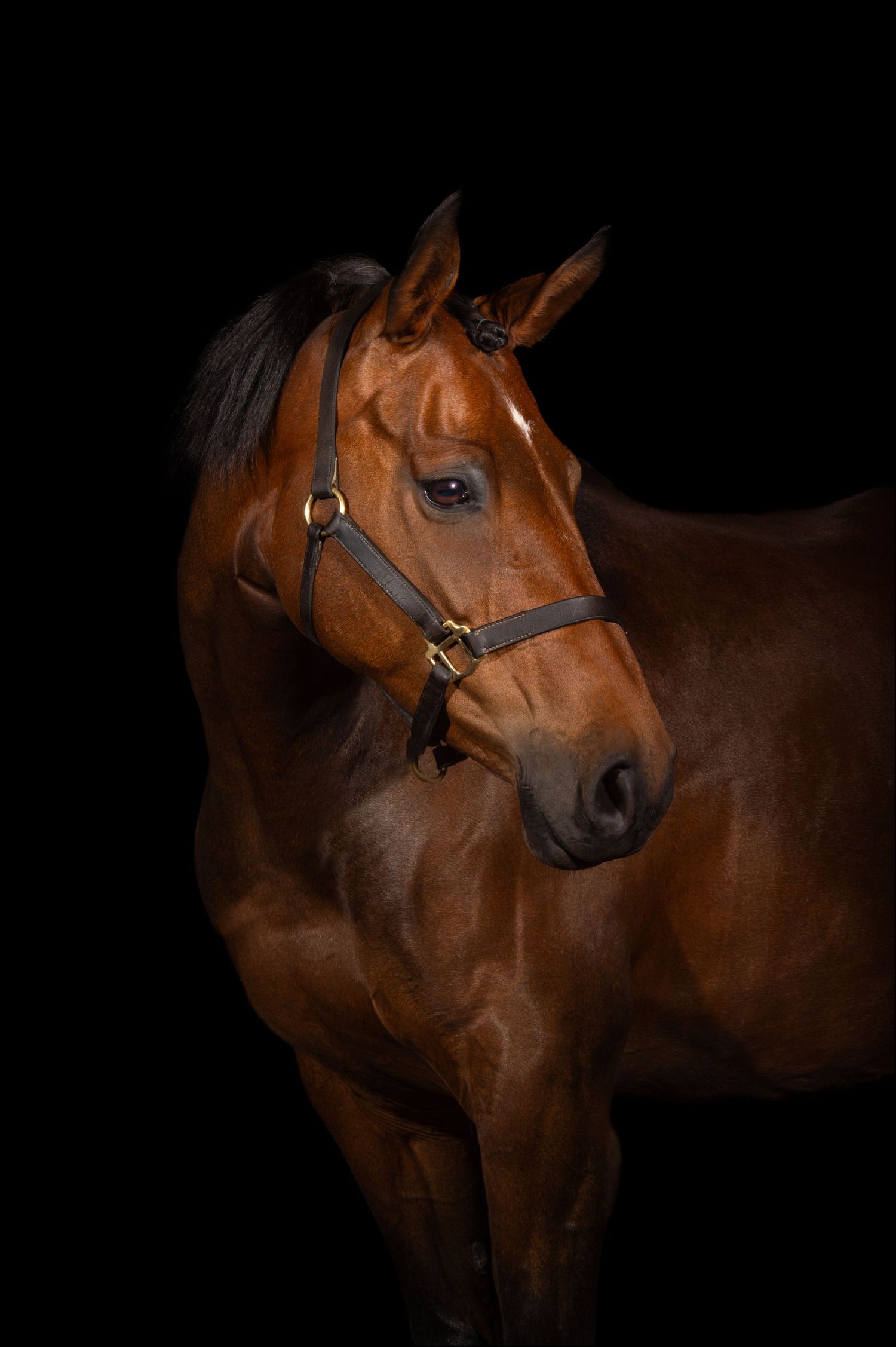 Hannah at My Fair Lady Photography - Equine and Dog Photographer - Bay Horse photographed in studio lighting