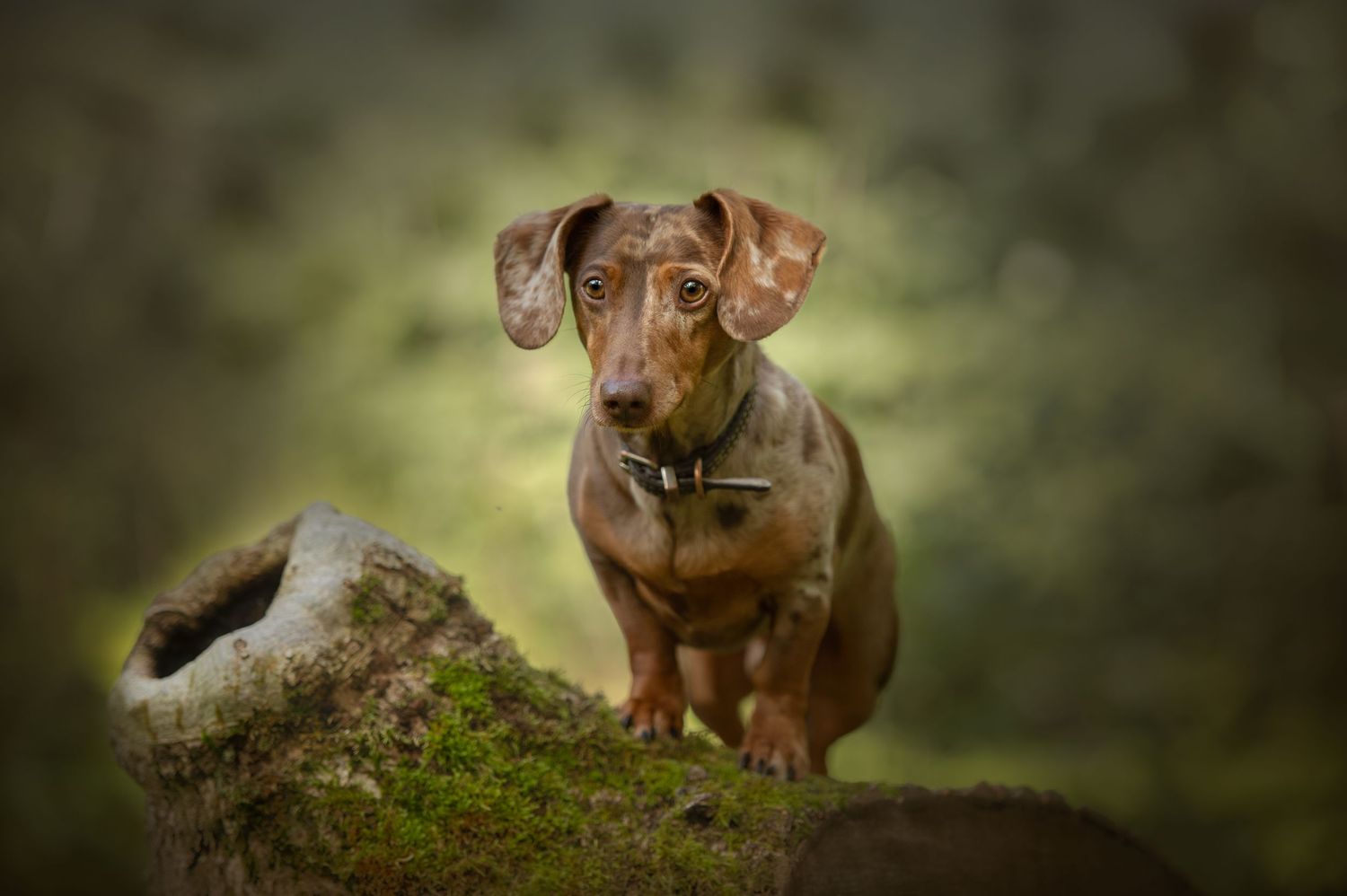Hannah at My Fair Lady Photography - Equine and Dog Photographer - Brown Miniature Dachshund photographed in a forest po