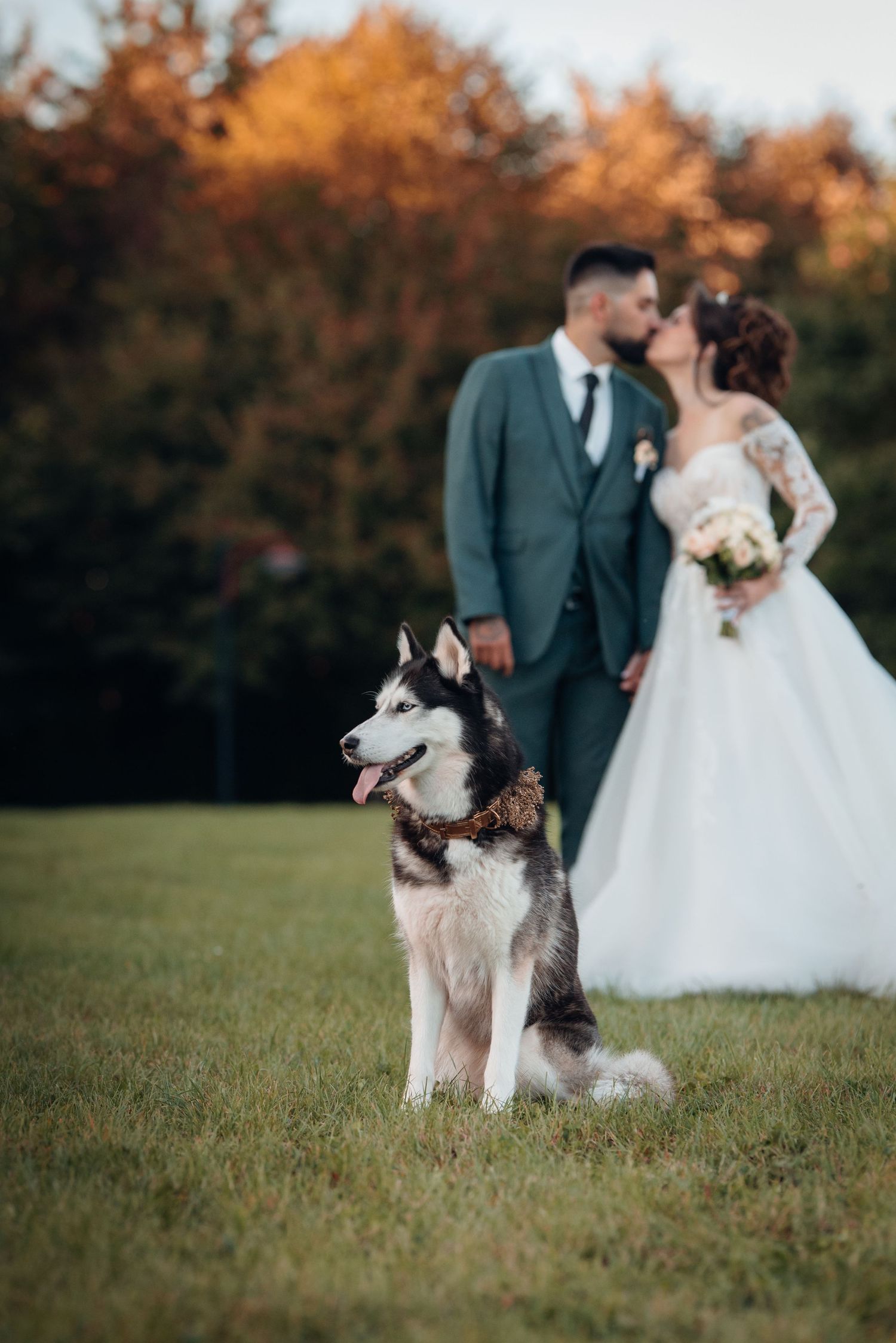 Wedding couple kissing behind a seated Siberian Husky dog on green grass with autumn trees in background.